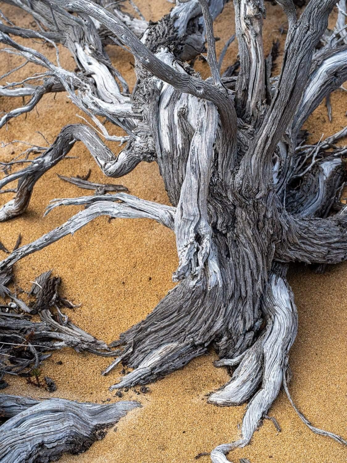 Massive tree roots spreading around, Tree Trunk - Kangaroo Island SA