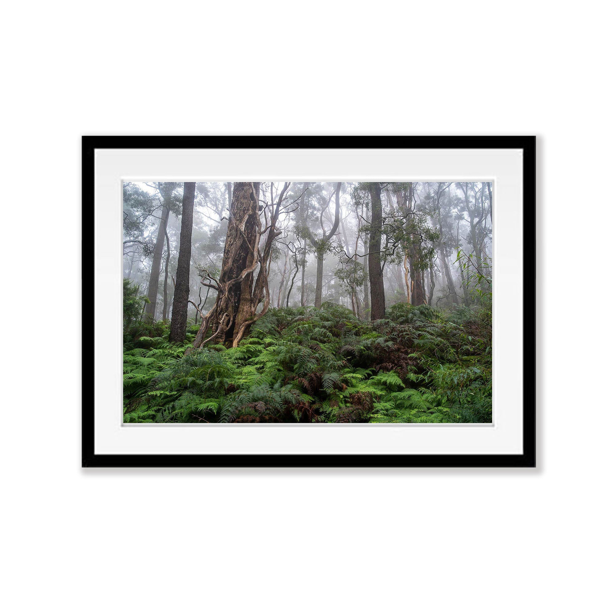 Twisted Forest - Mornington Peninsula, VIC