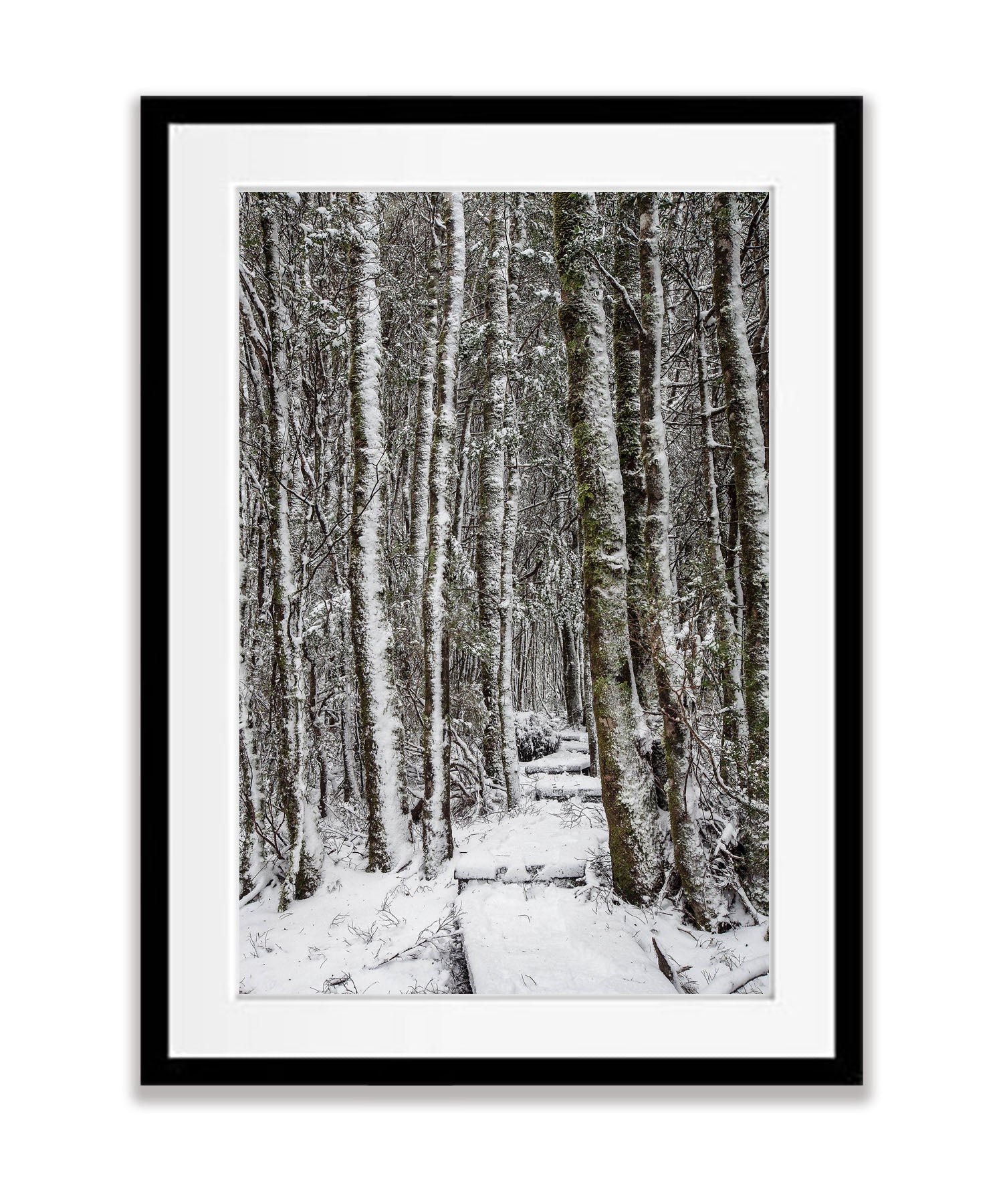 Walkway through the Snow-Covered Forest, Cradle Mountain, Tasmania