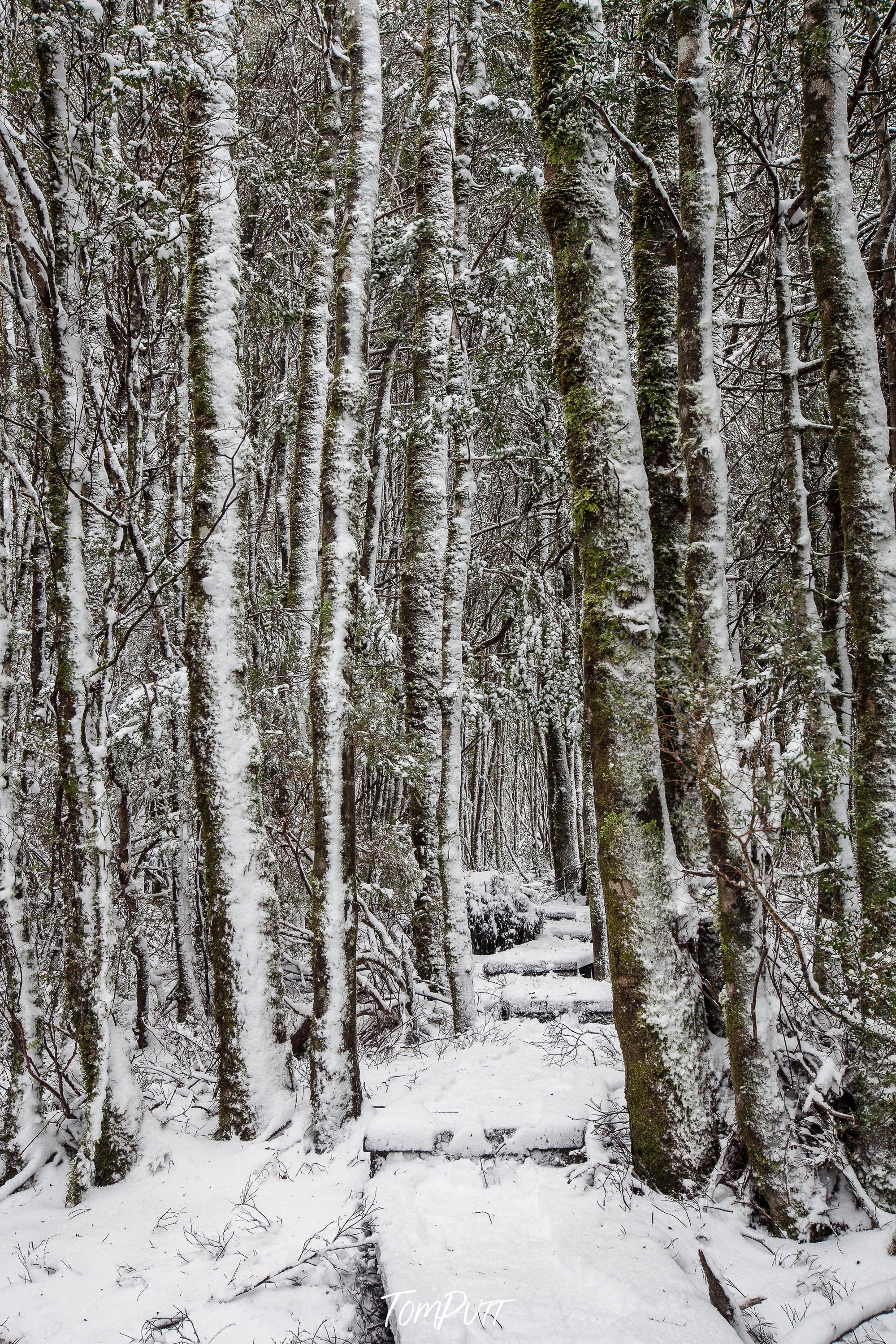 Tall-standing trees in a jungle with the ground covered in the snow, Walkway through the Snow-Covered Forest, Cradle Mountain, Tasmania