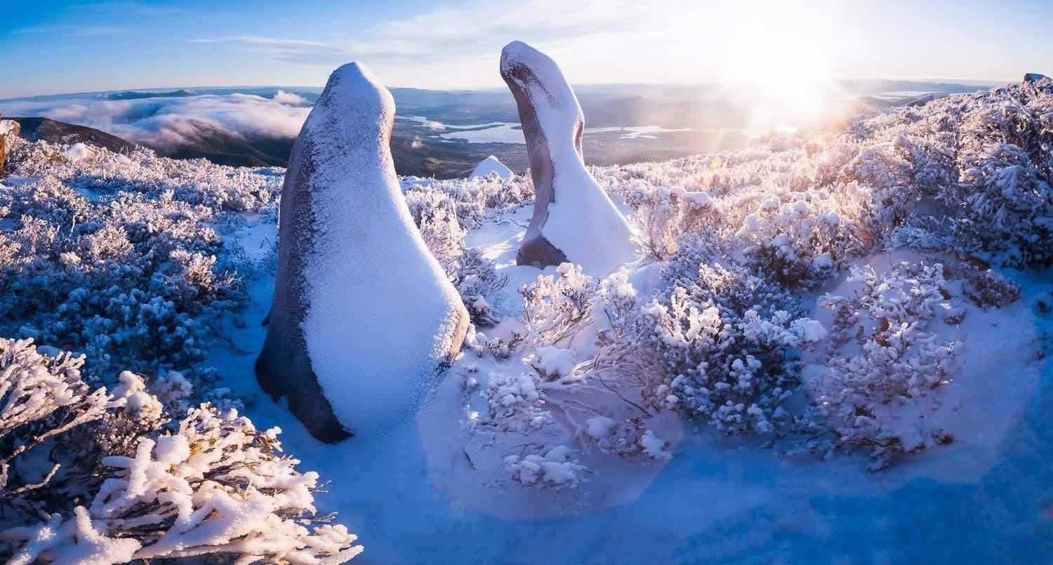 A lot of bushes covered with snow, and two large sculptures of Antarctica birds formed by snow, Wellington Guardians - Mt Wellington TAS