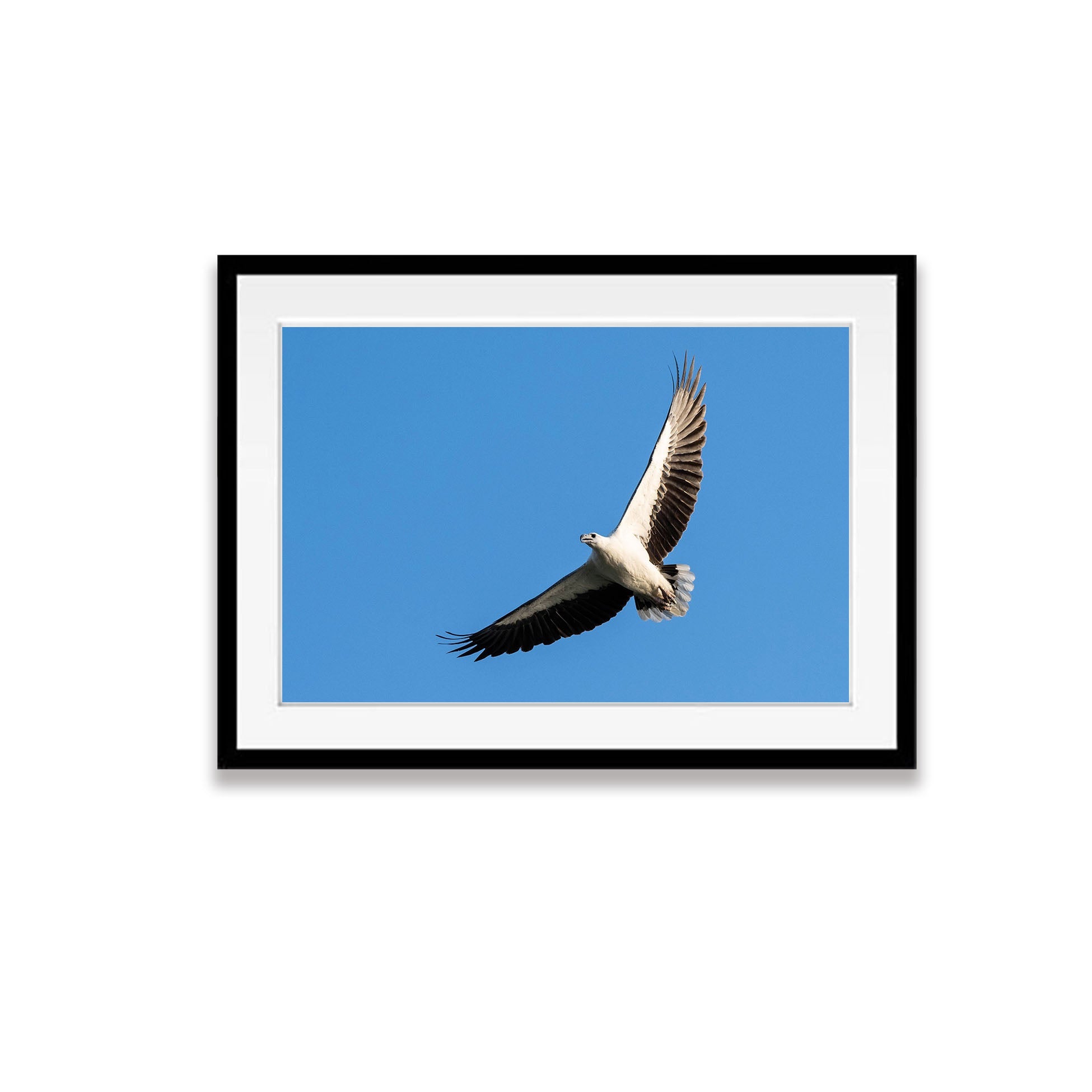 White-Bellied Sea Eagle Soaring