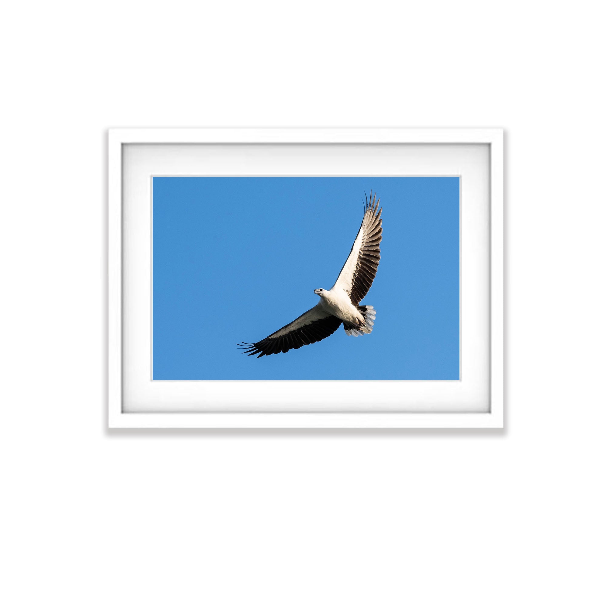 White-Bellied Sea Eagle Soaring