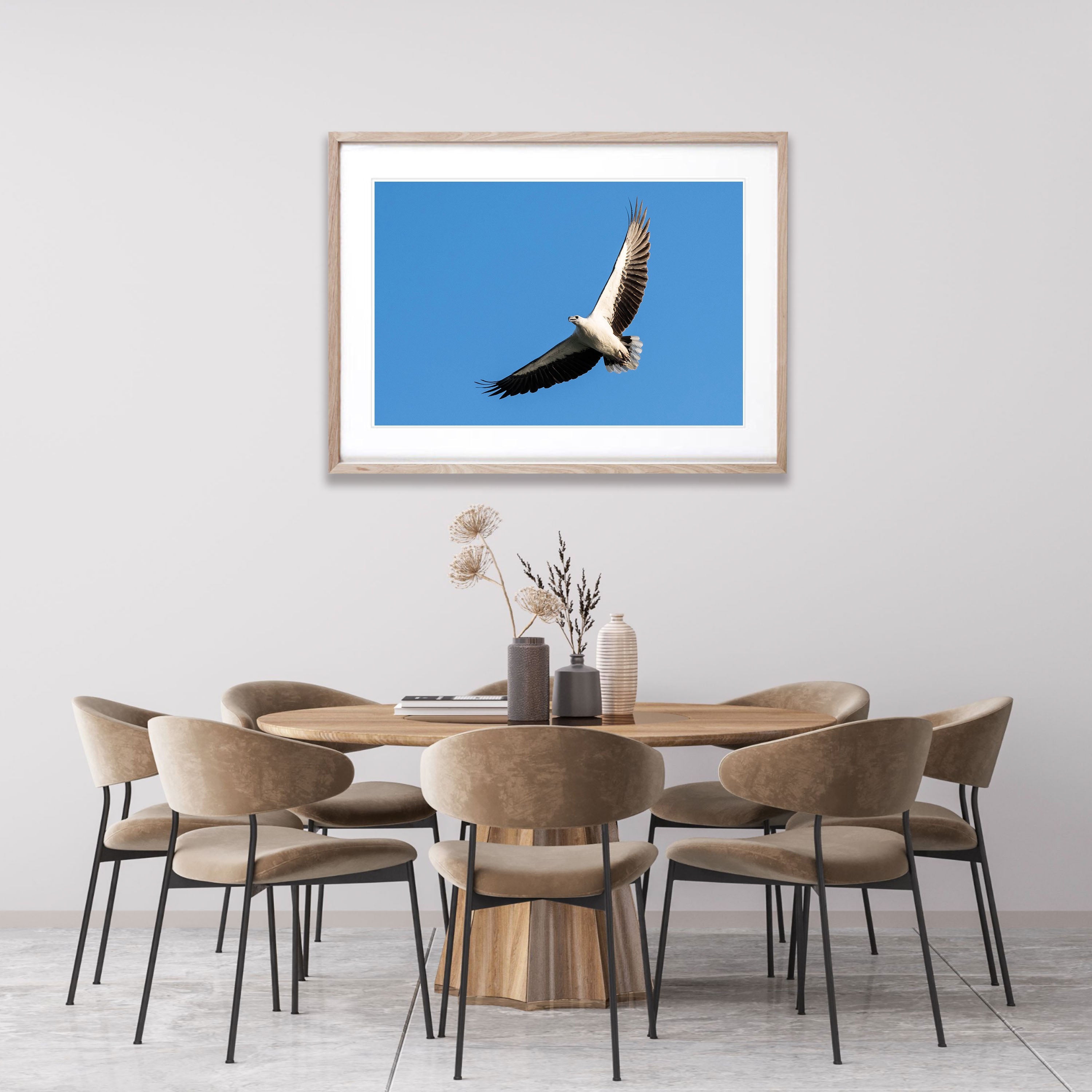 White-Bellied Sea Eagle Soaring