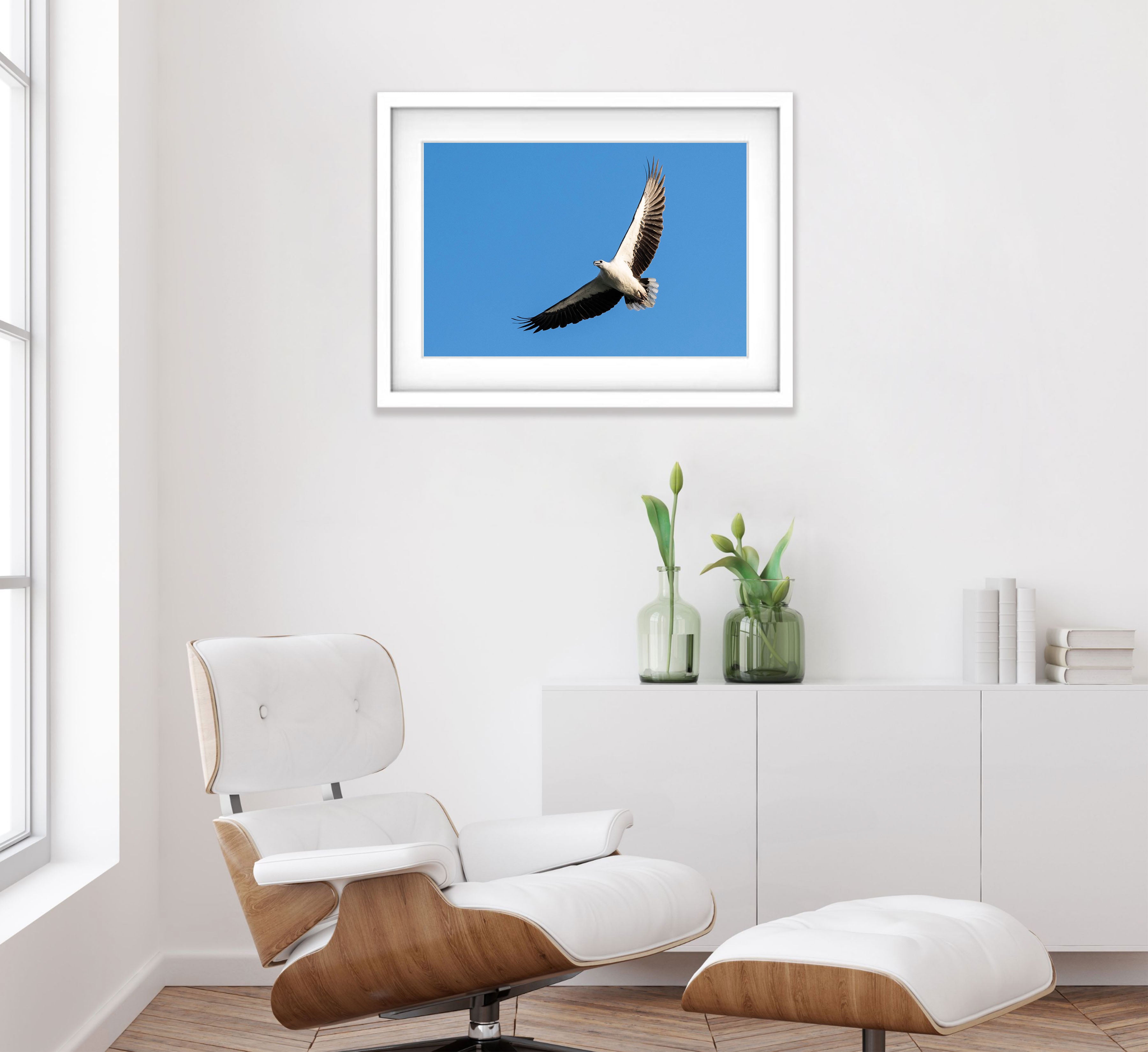 White-Bellied Sea Eagle Soaring