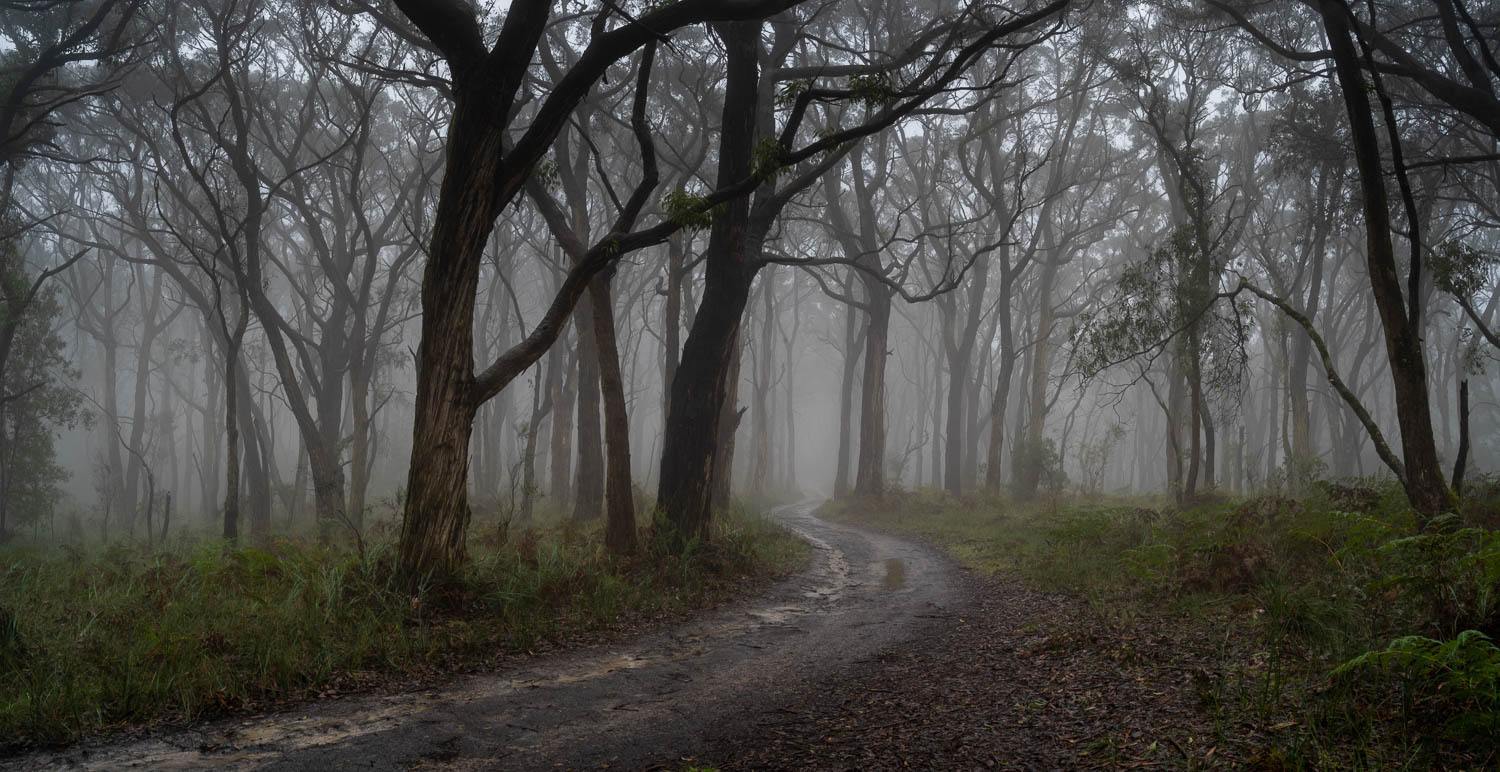 A pathway between the trees in the cool forest, Winter Fog Arthurs Seat, Mornington Peninsula, VIC