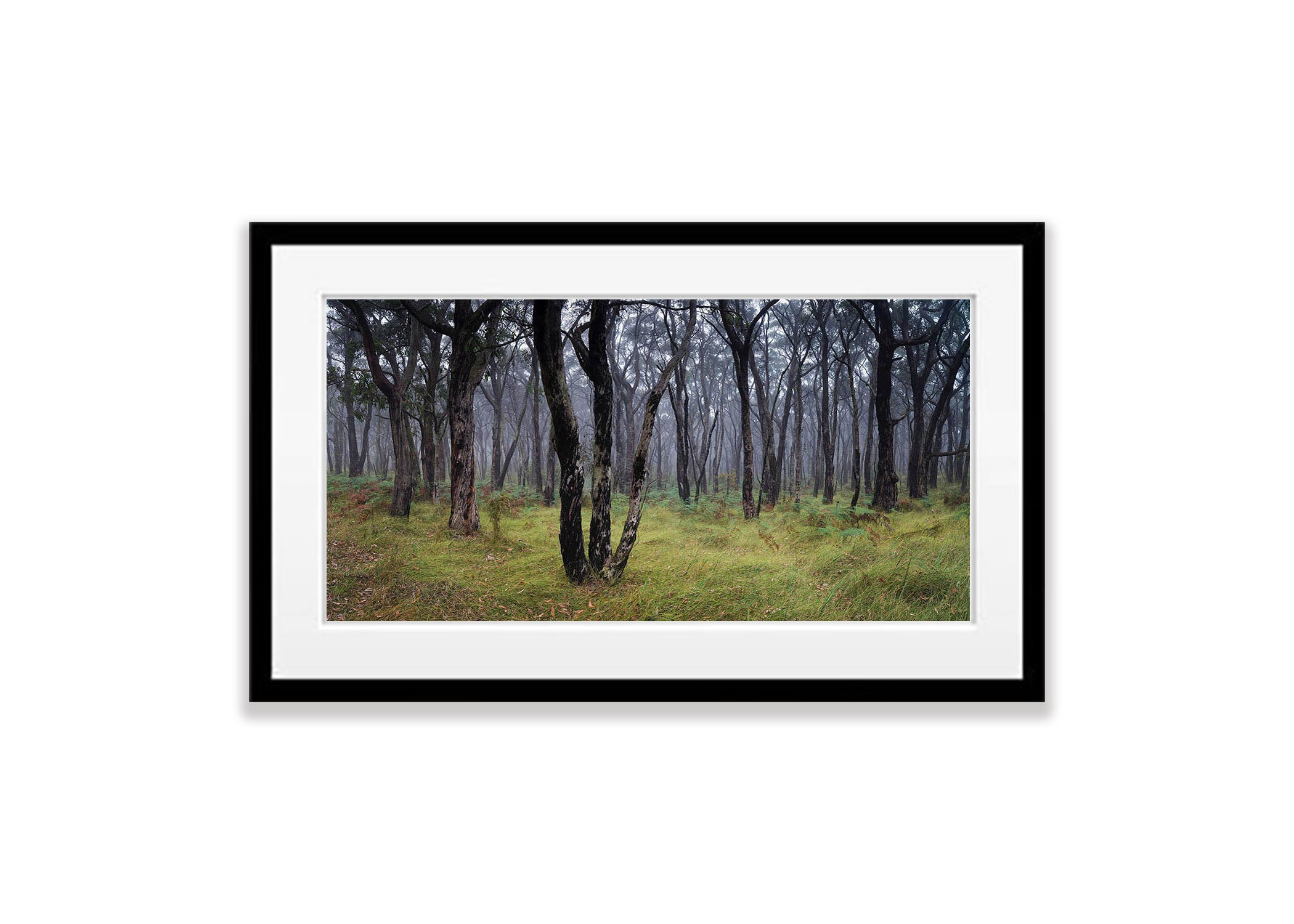 Winter Fog, Mornington Peninsula, VIC