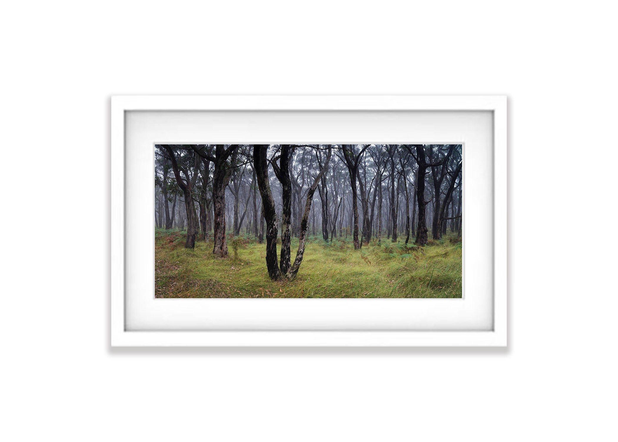 Winter Fog, Mornington Peninsula, VIC
