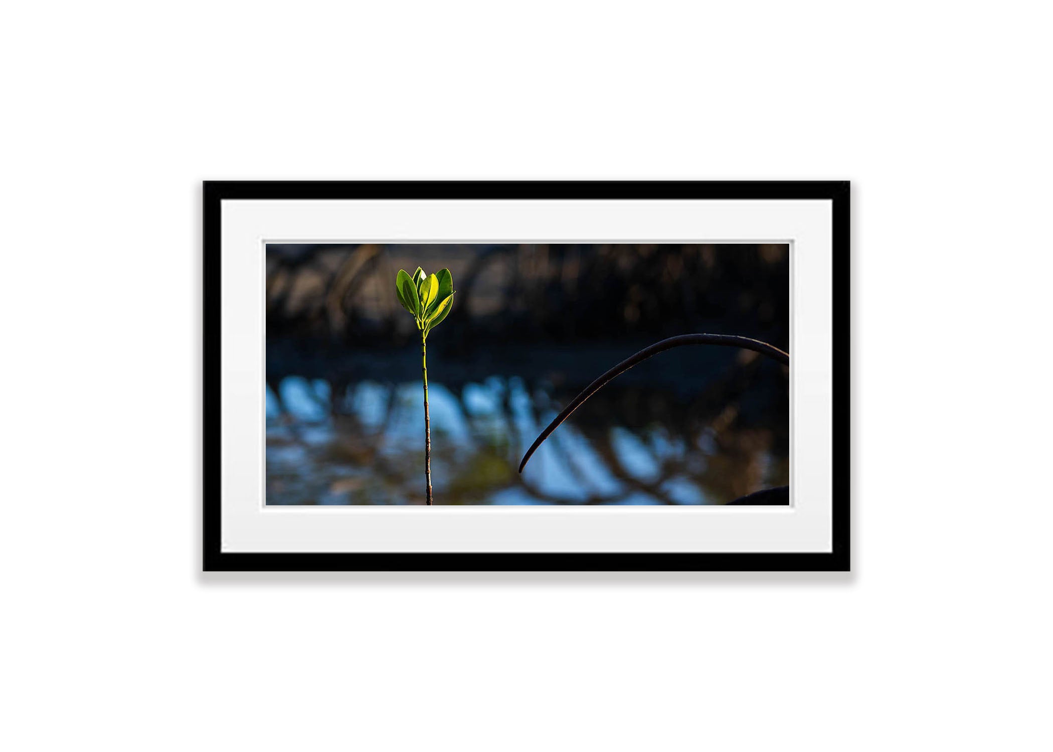 Young Growing Mangrove, Far North Queensland