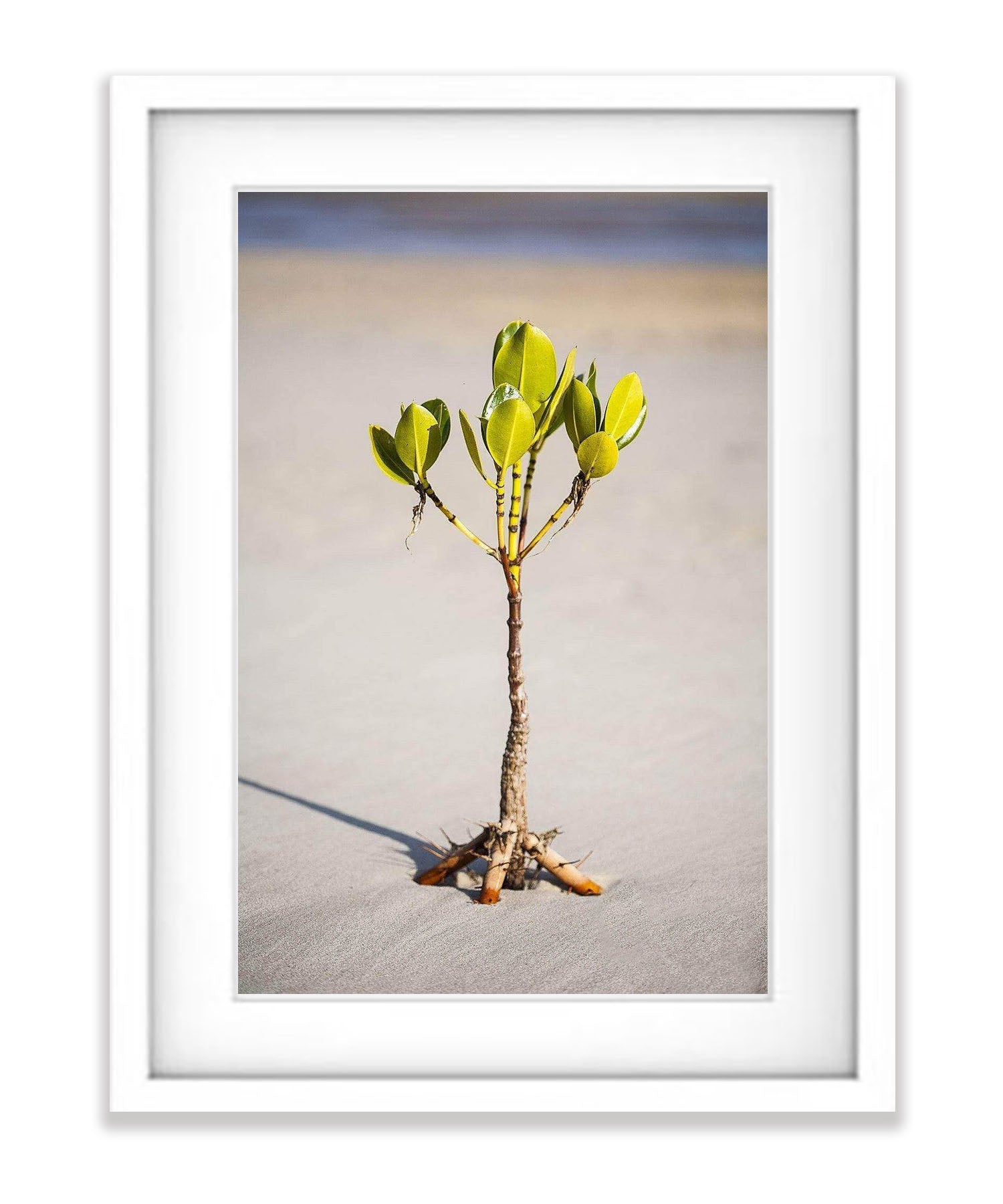 Young Mangrove Tree - Fraser Island QLD