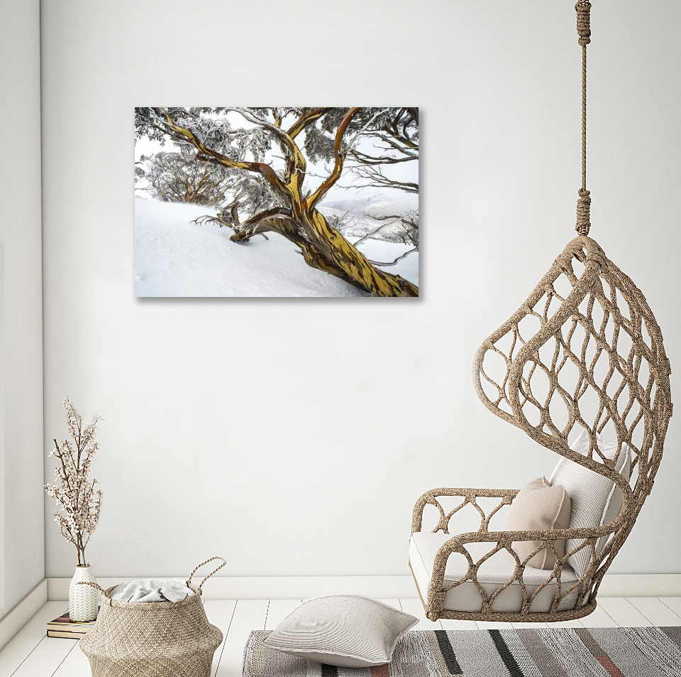 Delight in the Beauty of Tree Photo Prints
