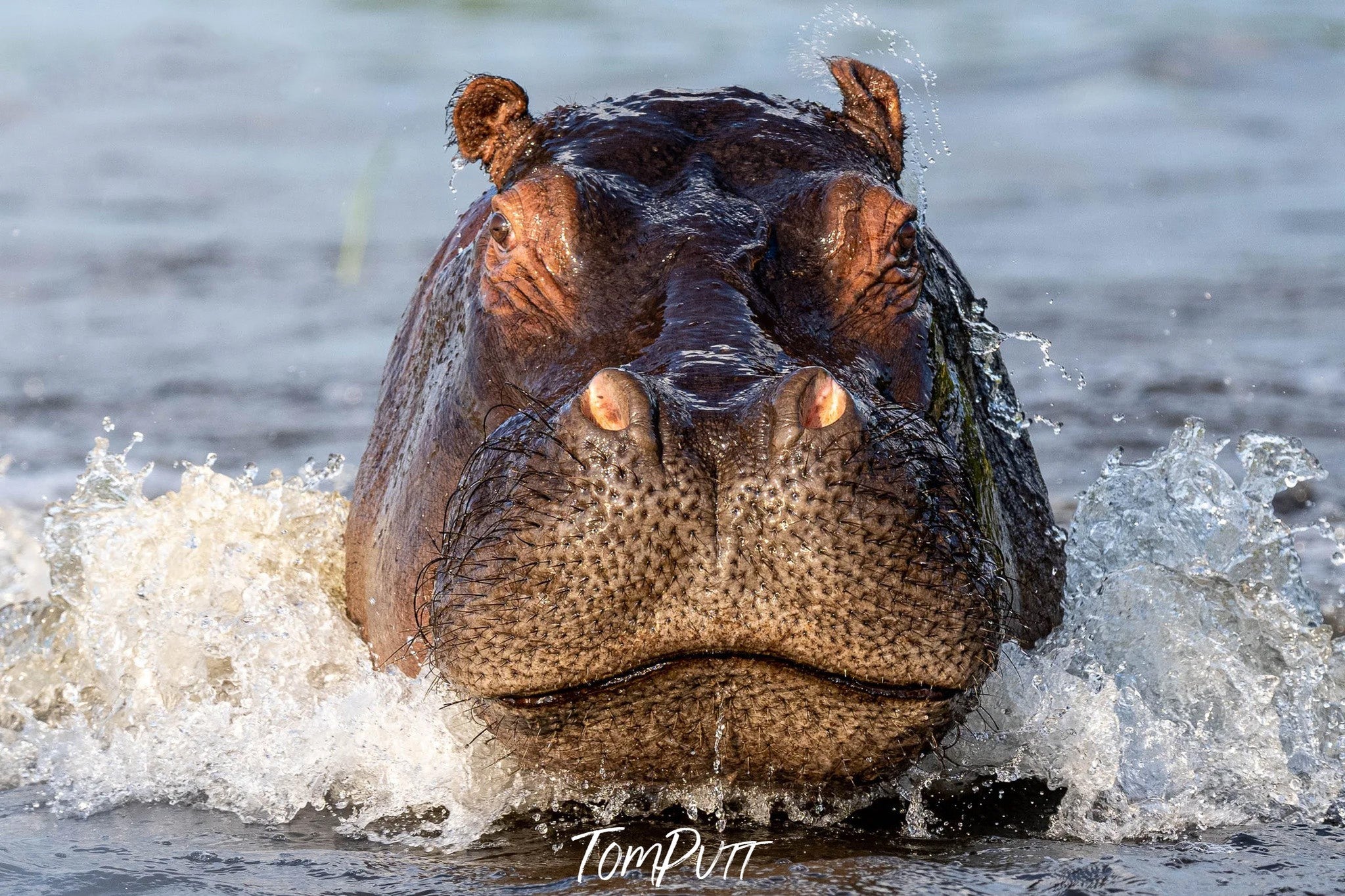 The Hippo