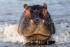 The Hippo
