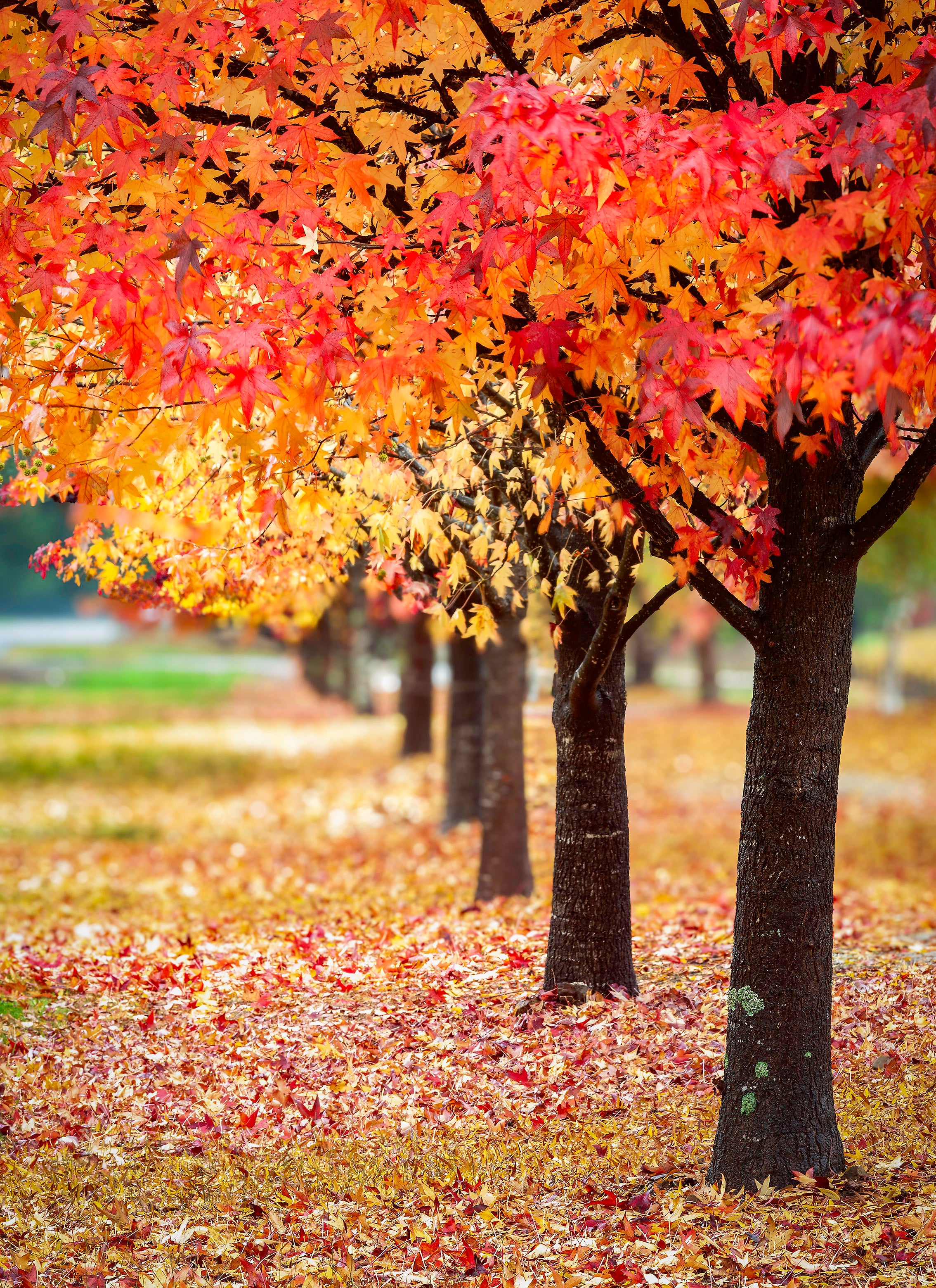 AUTUMN_ROW_Bright-20136572-