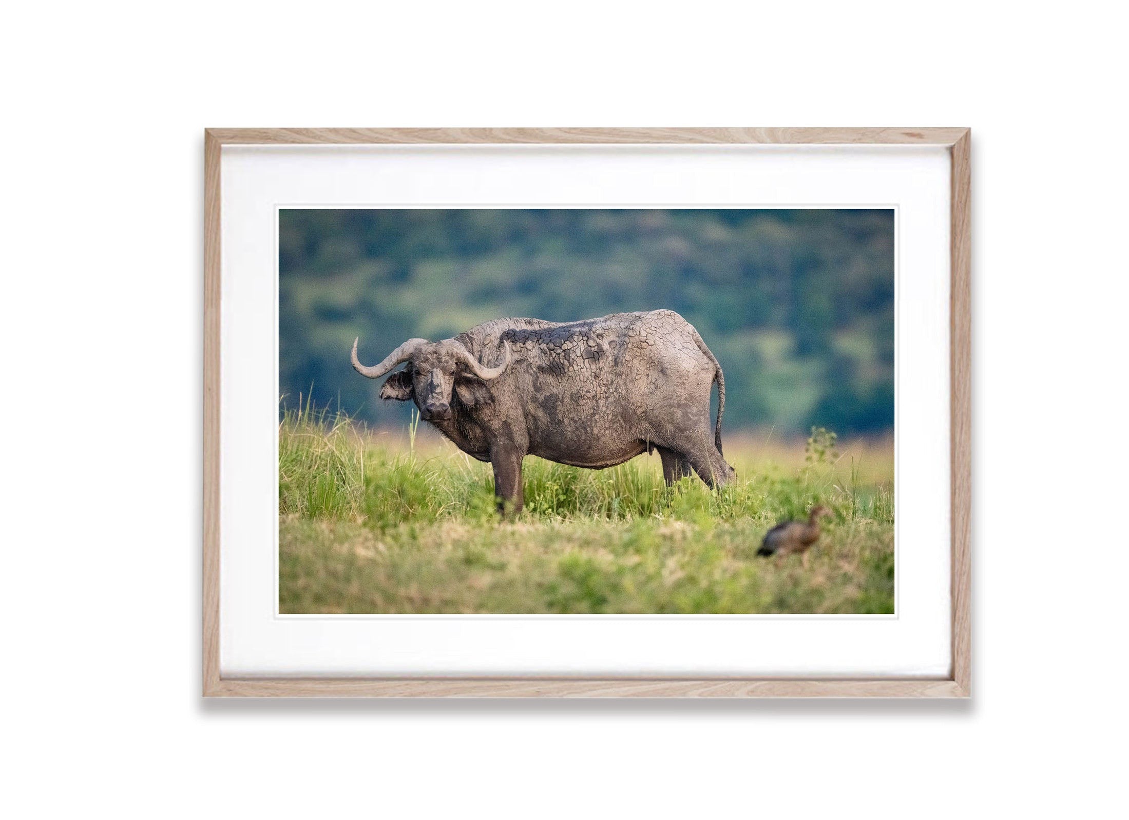 African Buffalo, Chobe River, Botswana