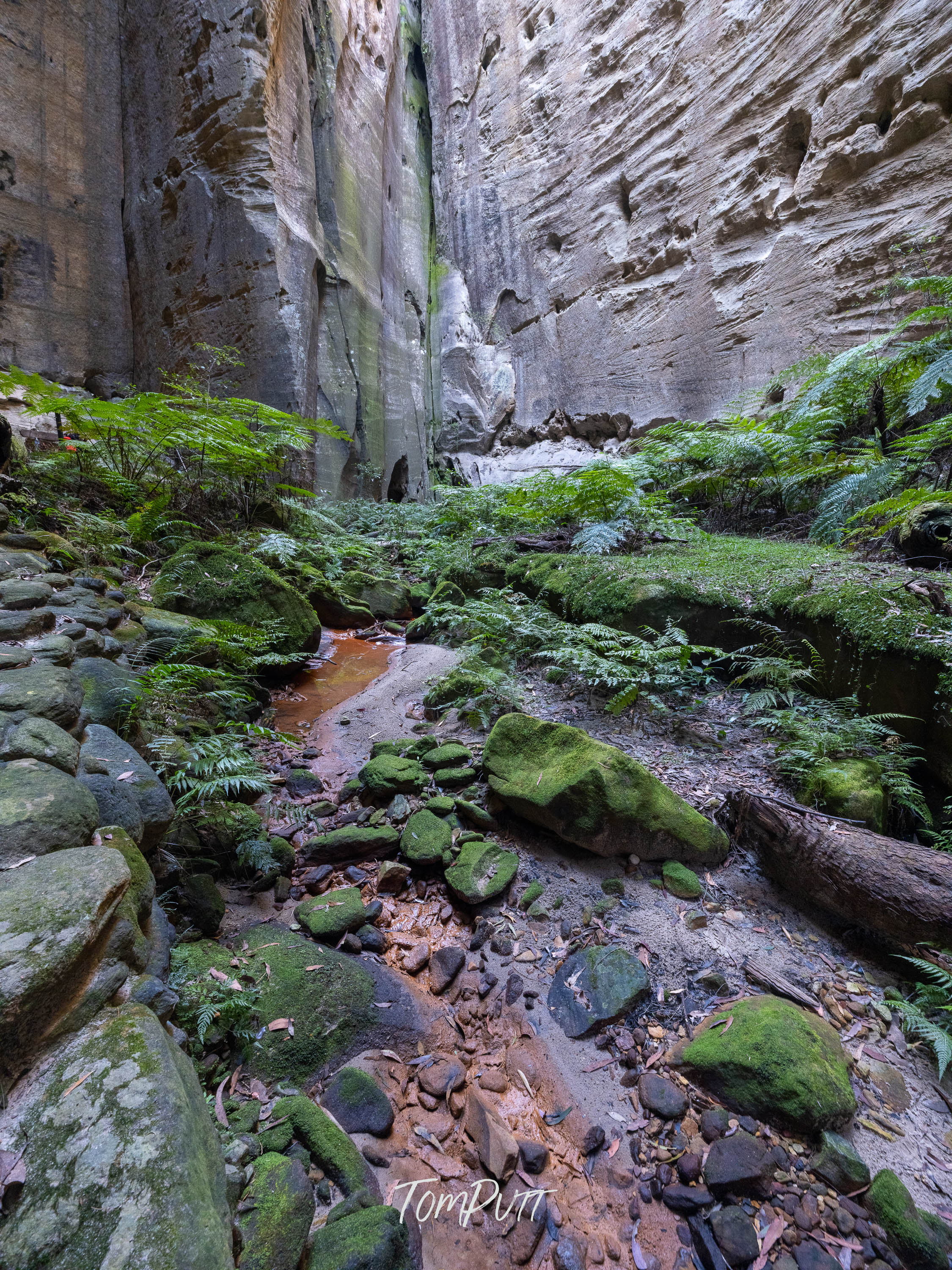 Moss and Stone, Carnarvon Gorge