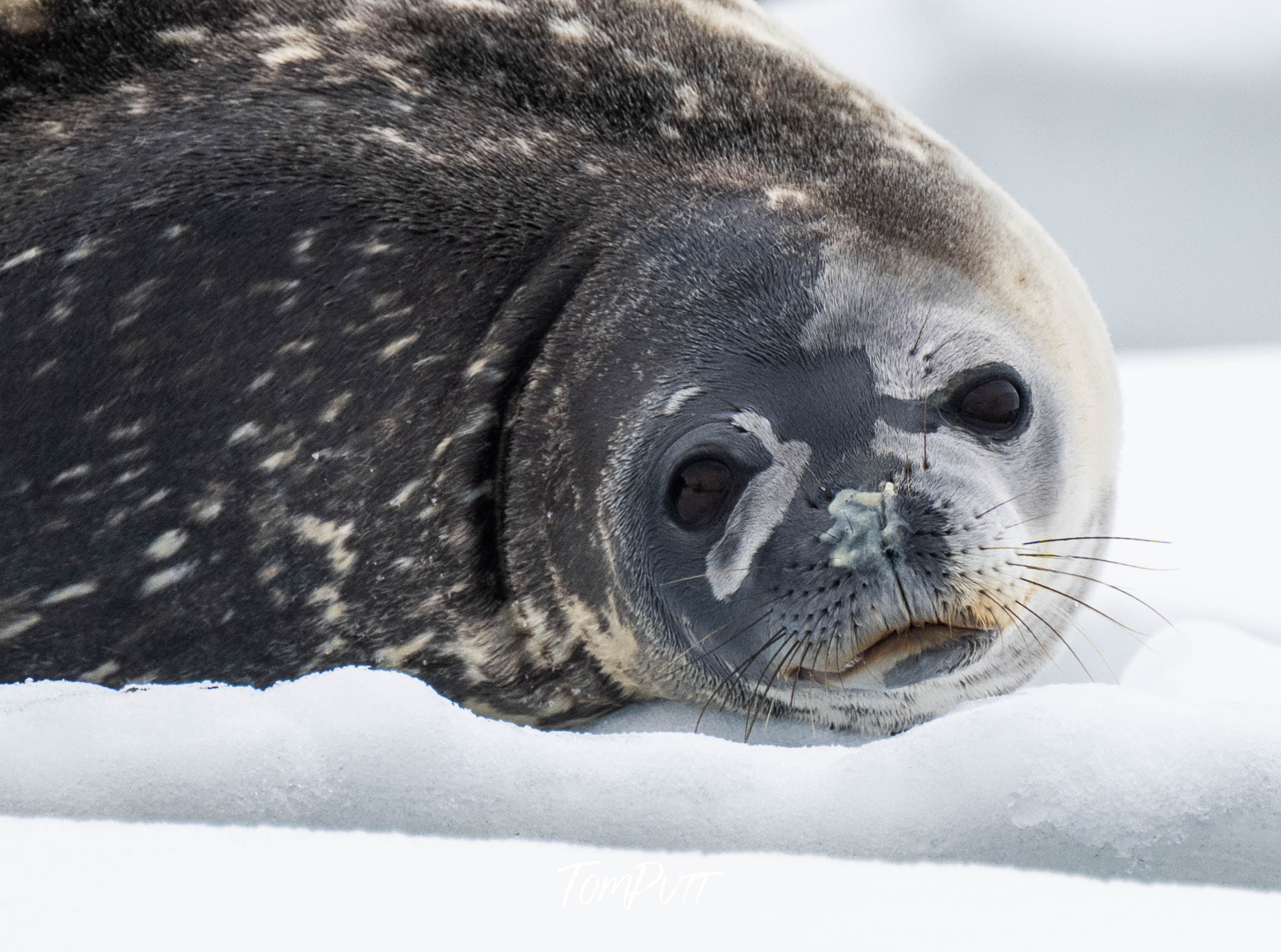 Puppy dog eyes, Antarctica