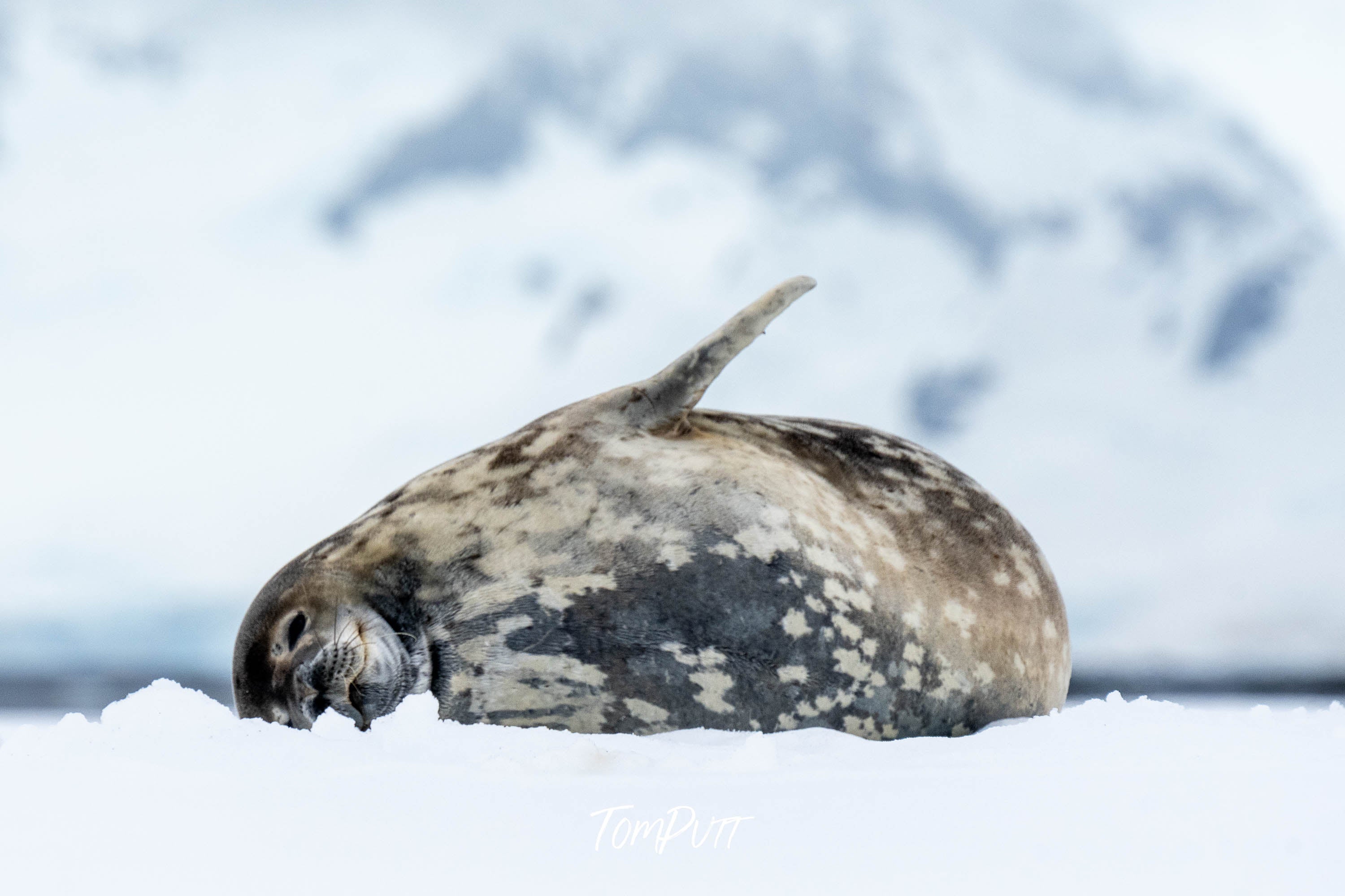 Weddell Seal, Antarctica