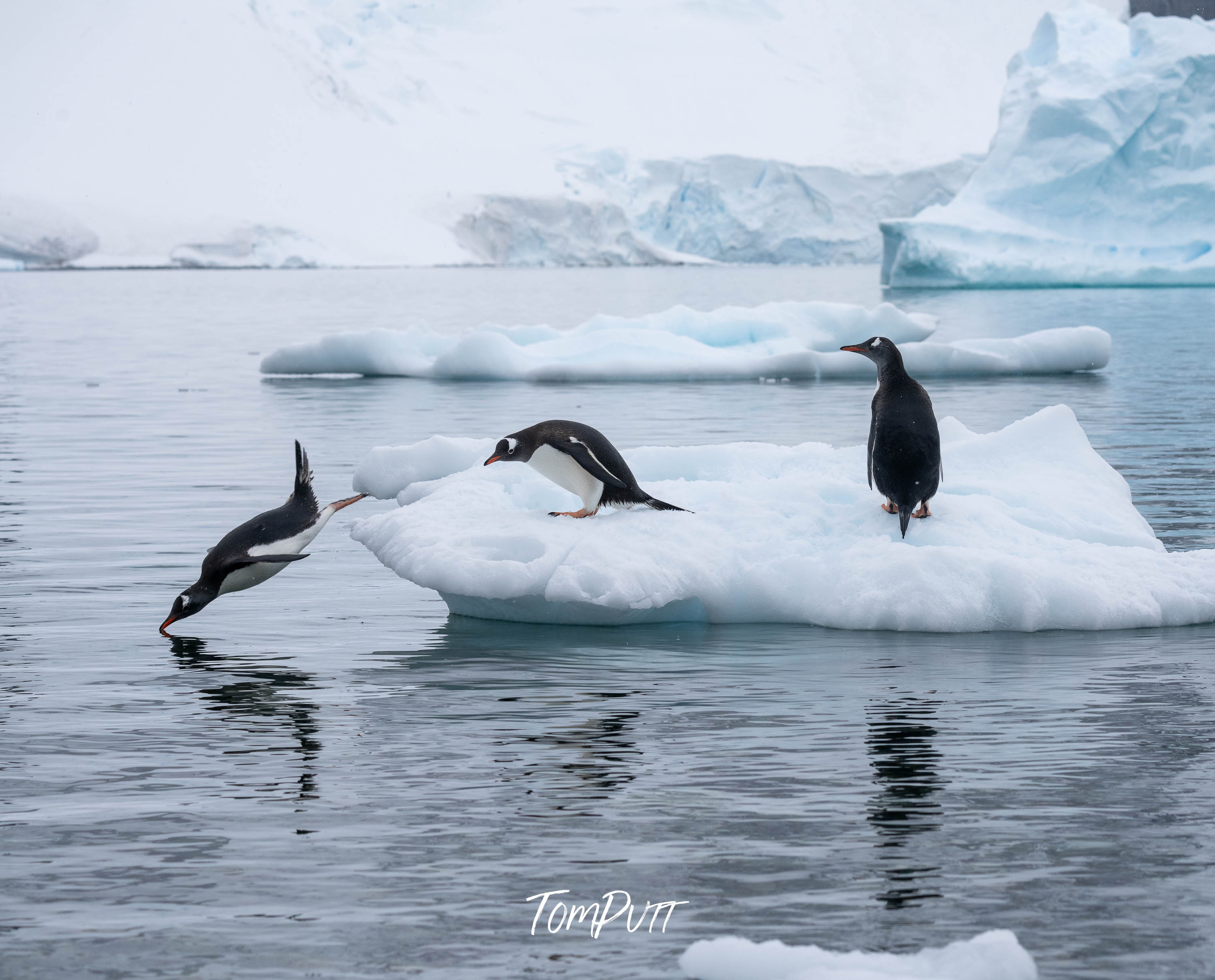 Diving in, Antarctica