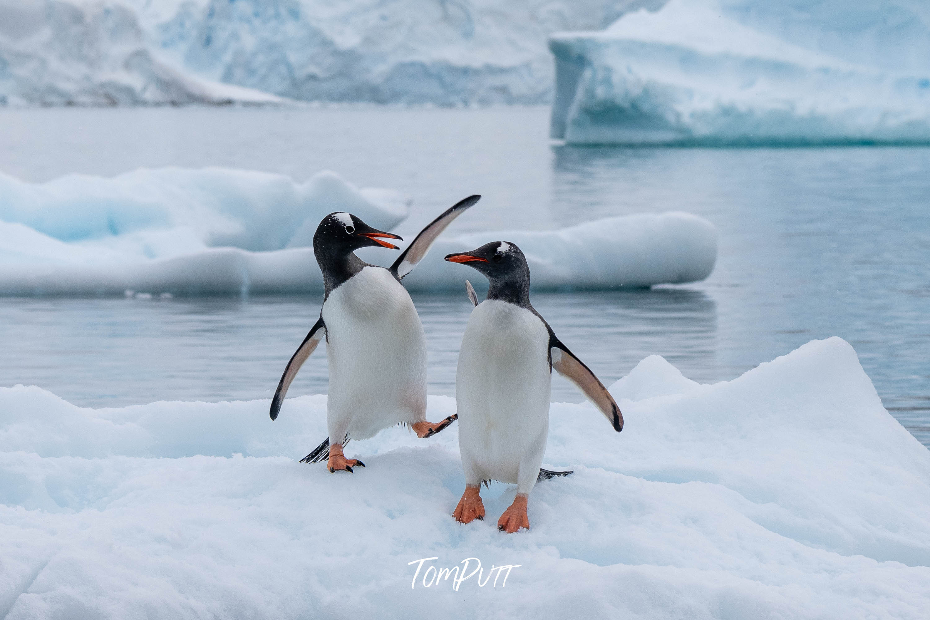 Happy Feet, Antarctica