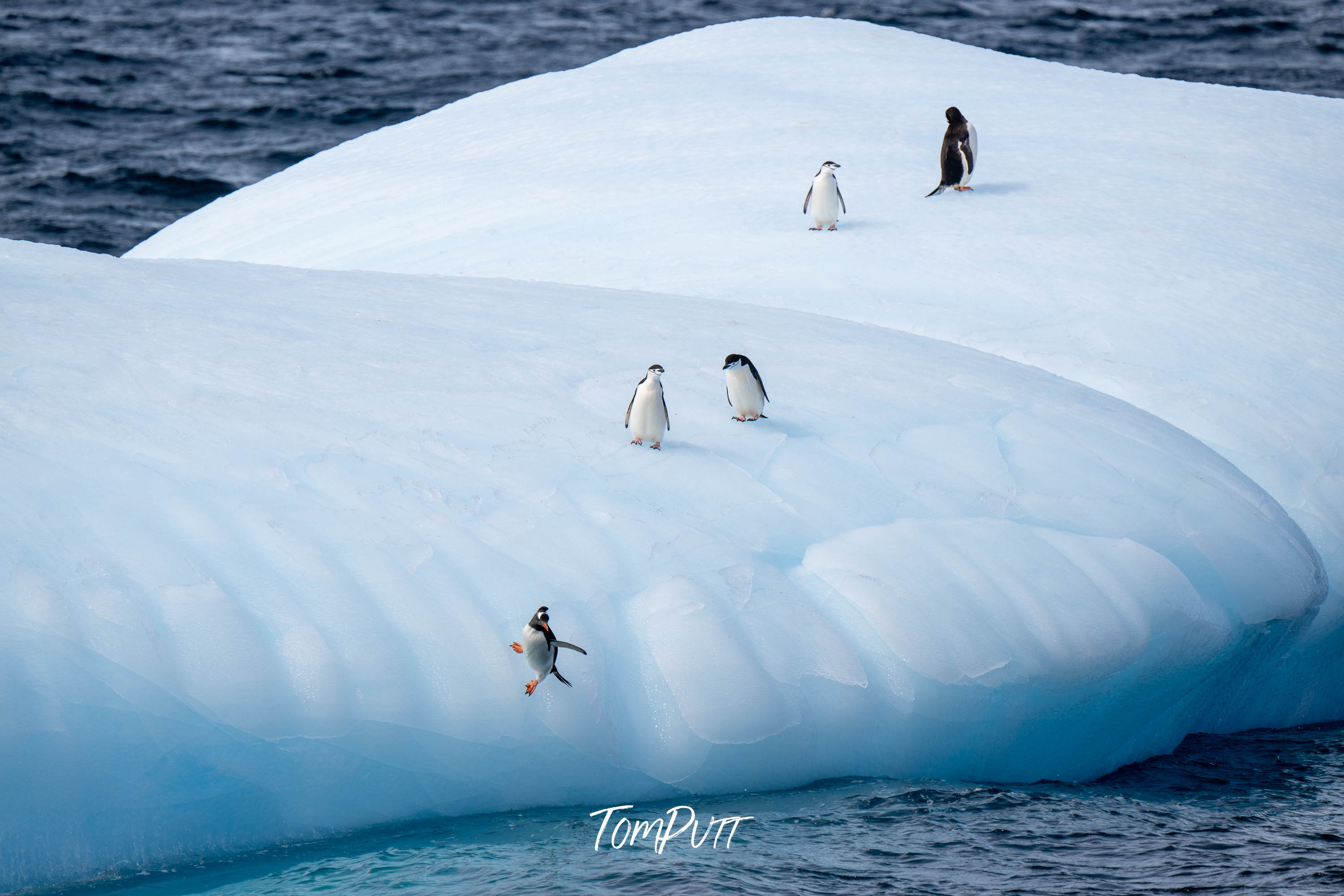 Taking a dive, Antarctica