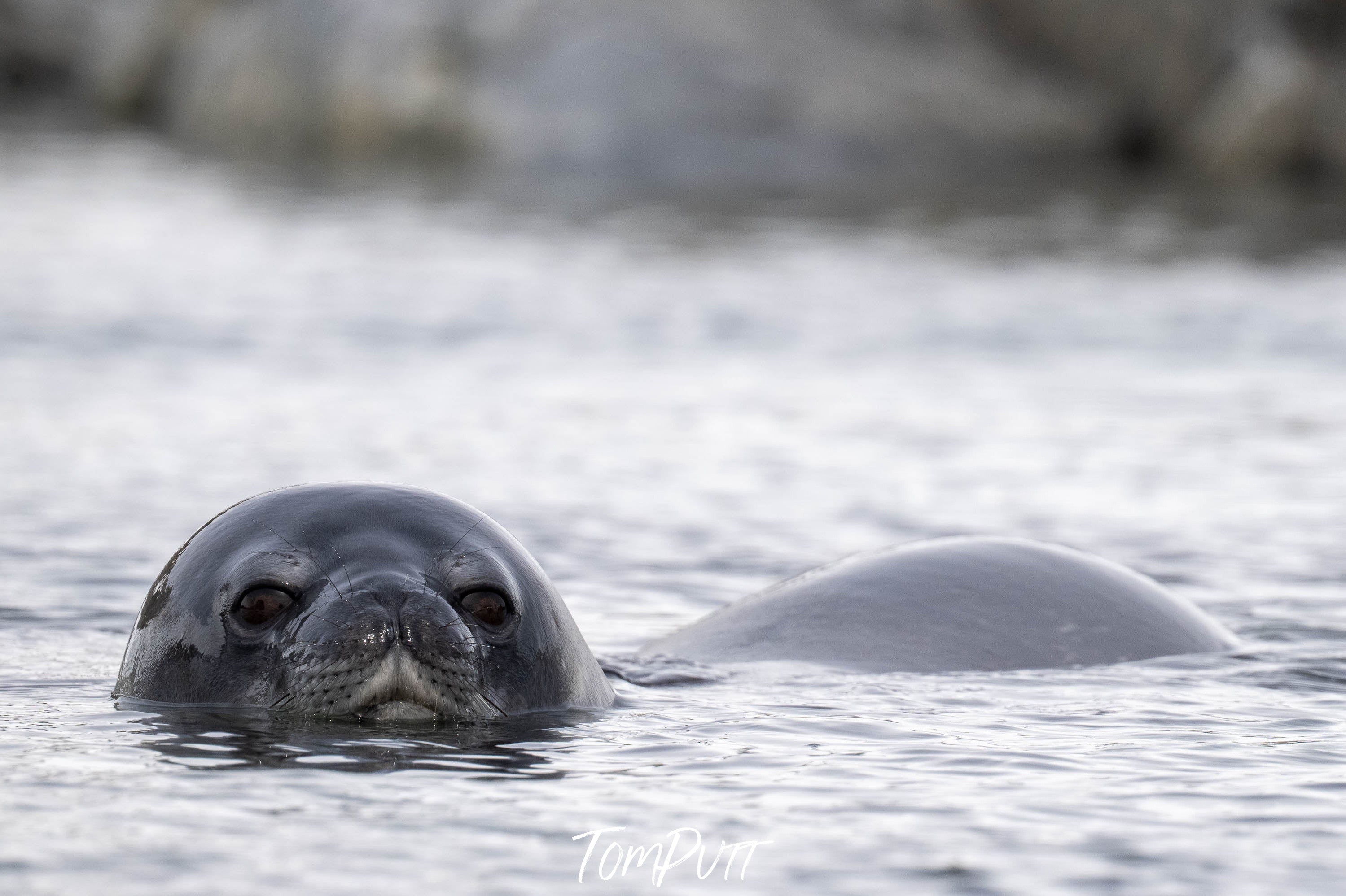 Ocean Watcher, Antarctica