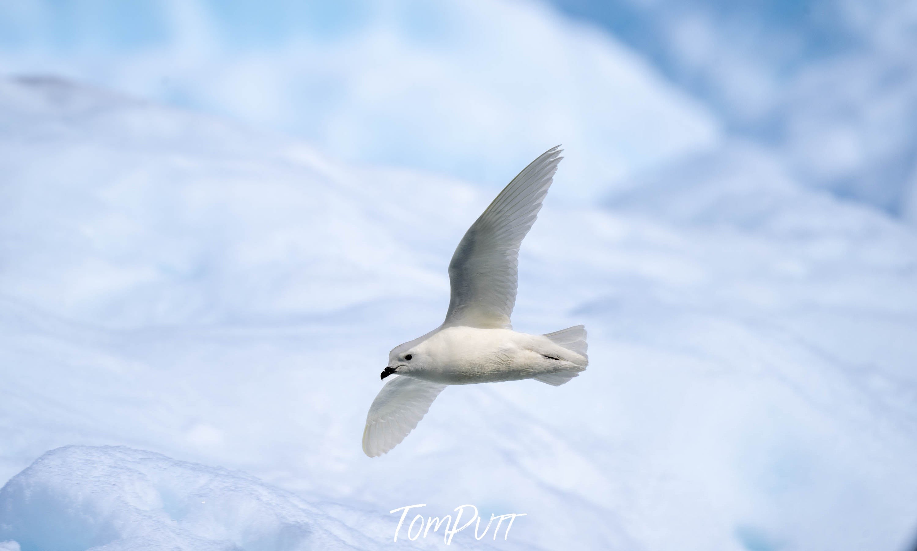 Snow Petrel in flight, Antarctica