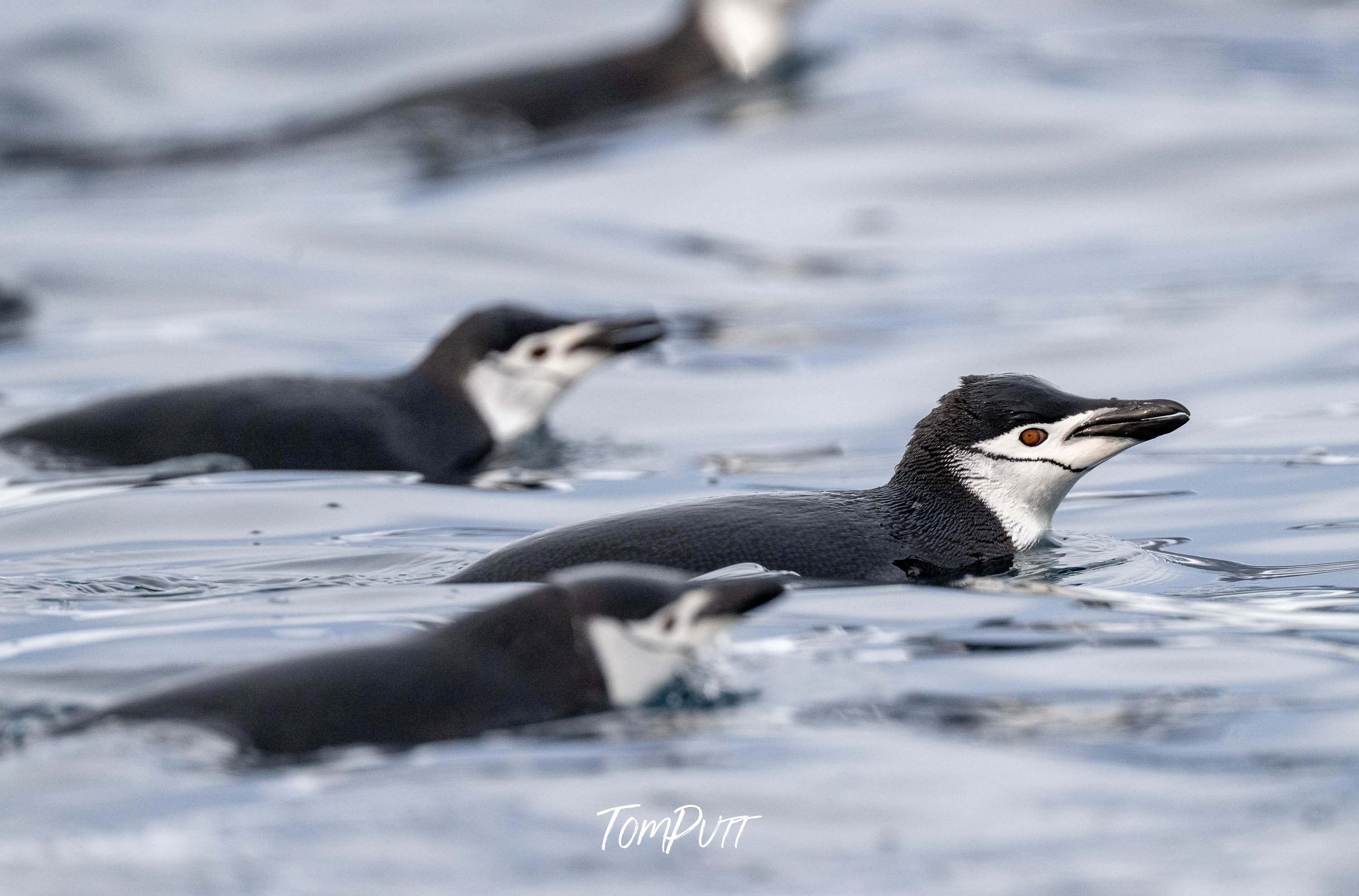 Chinstrap, Antarctica