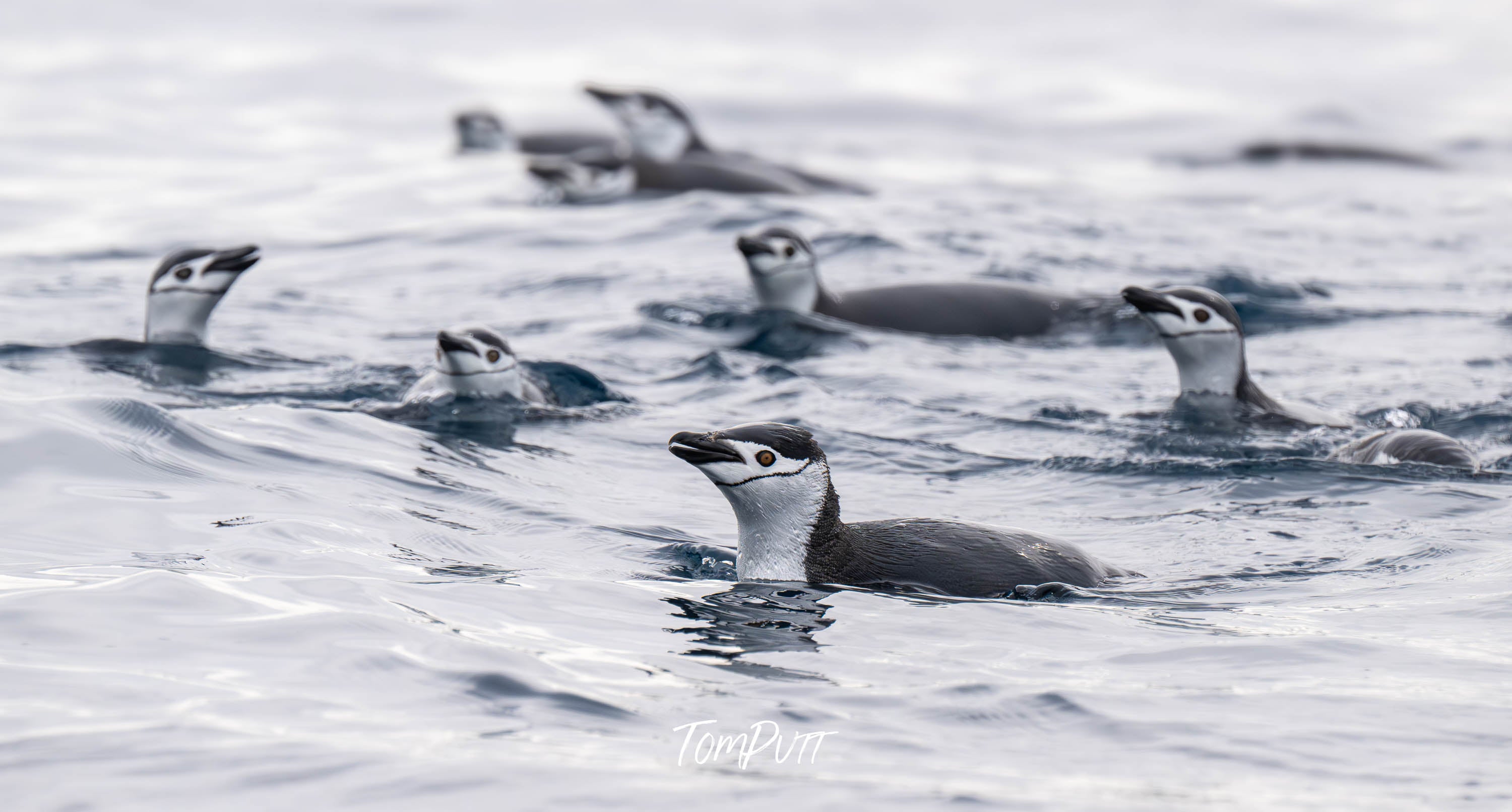 Chinstraps swimming, Antarctica