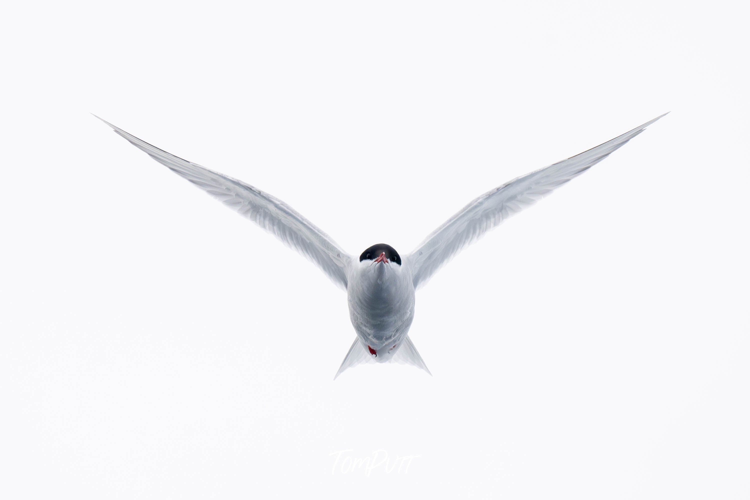 Antarctic Tern in flight, Antarctica