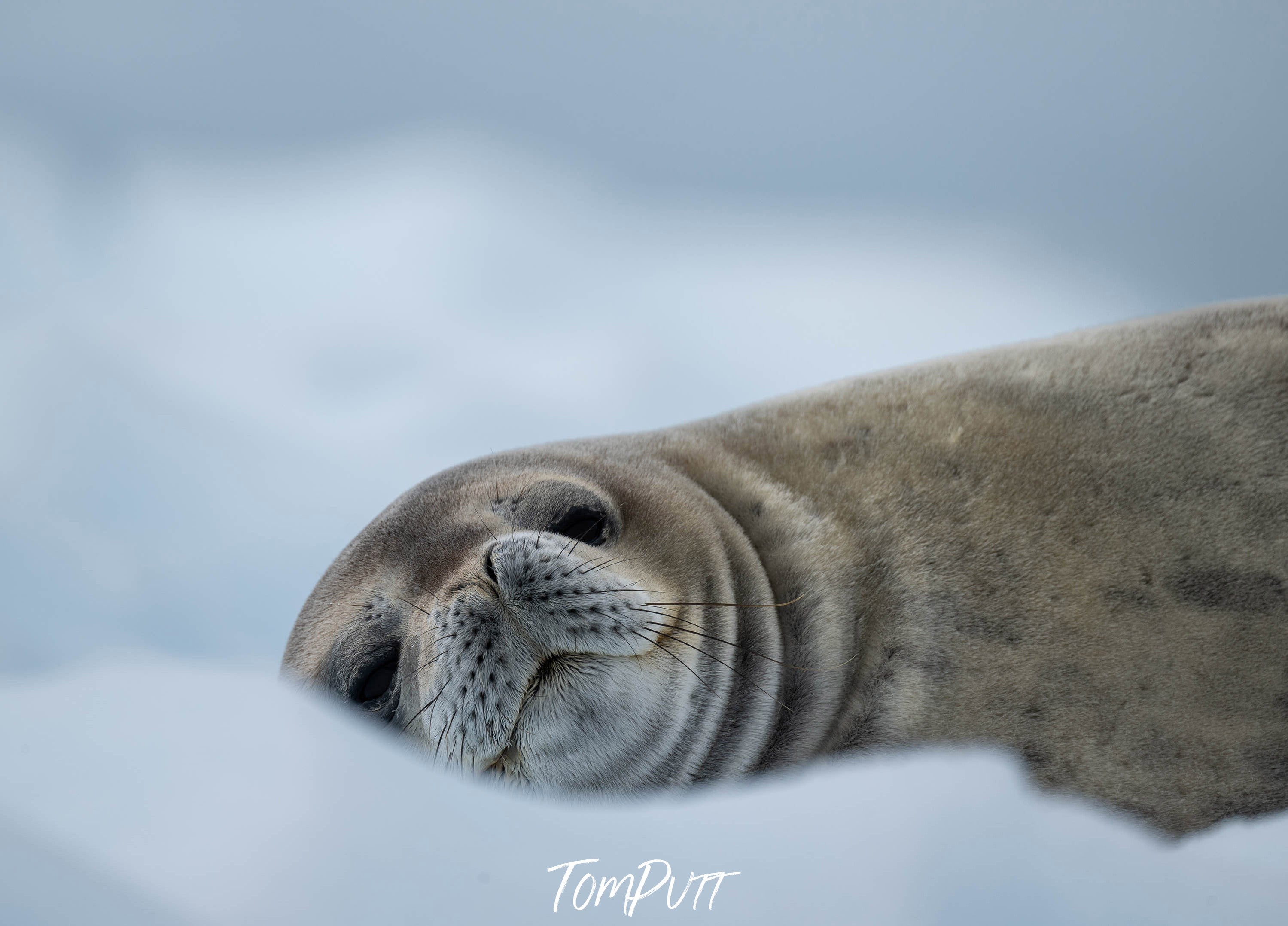 Snowy Seal Slumber, Antarctica