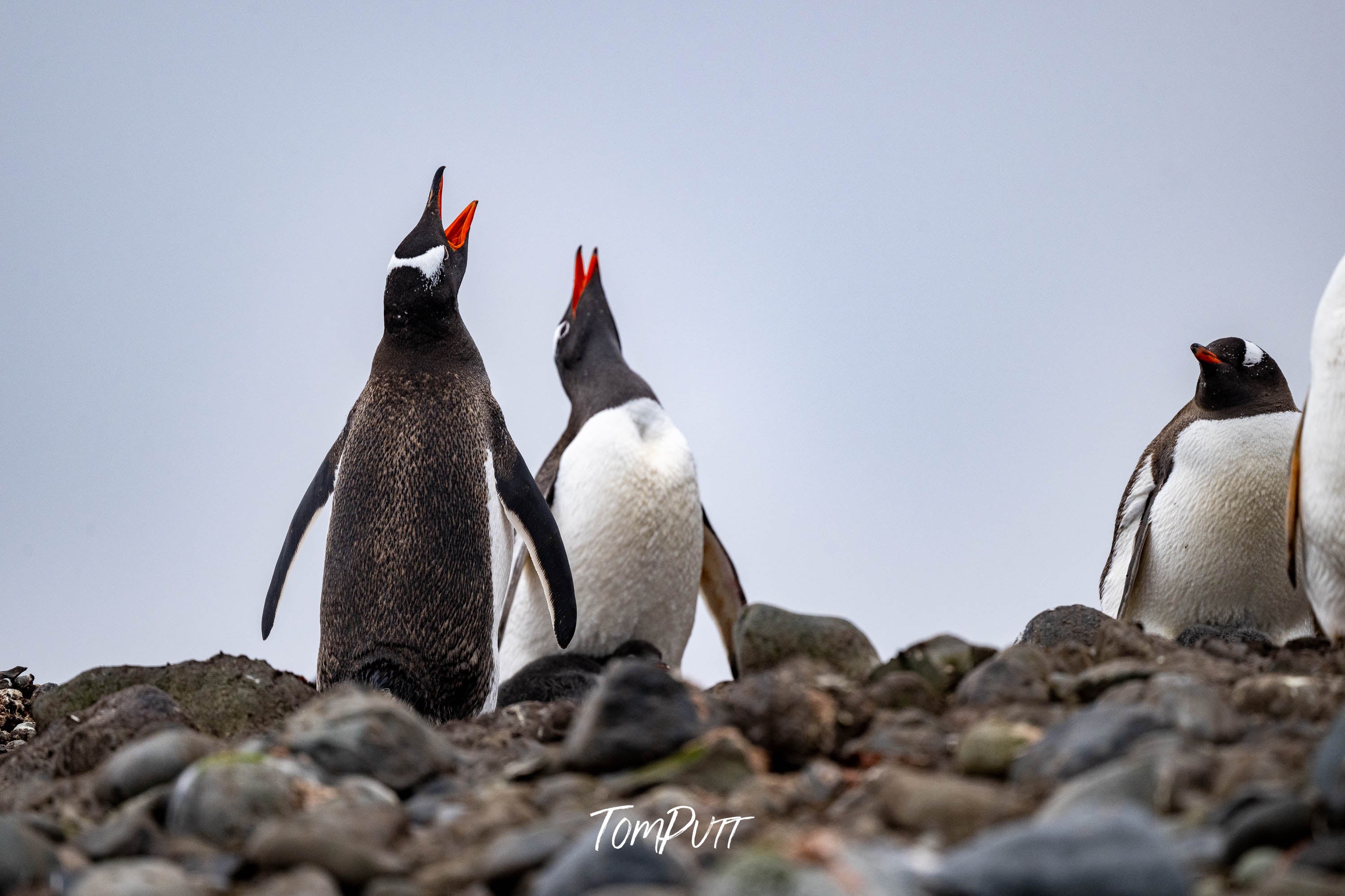 Chorus of Penguins, Antarctica