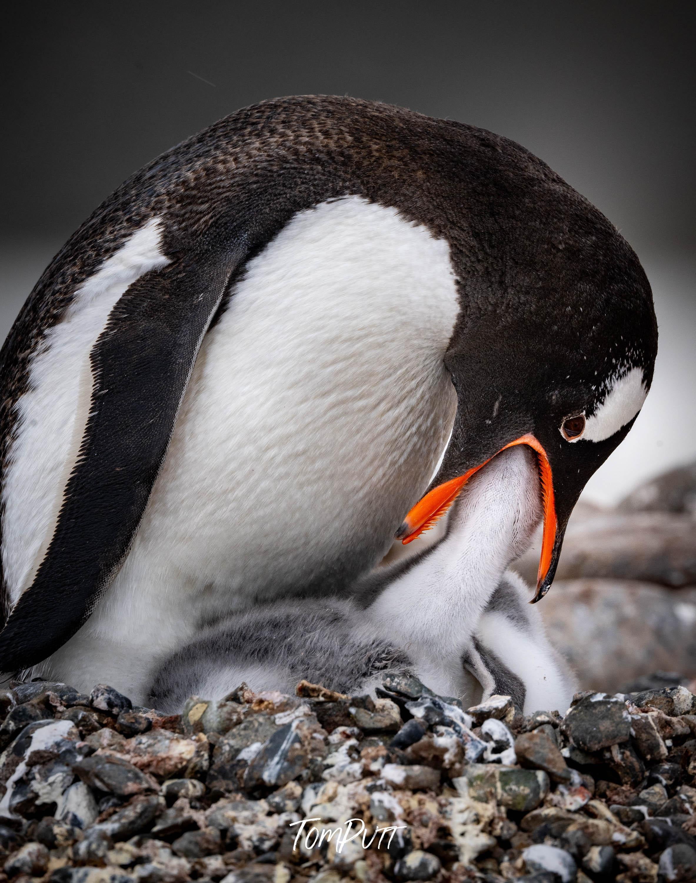 Nuturing Love, Gentoo Penguin, Antarctica