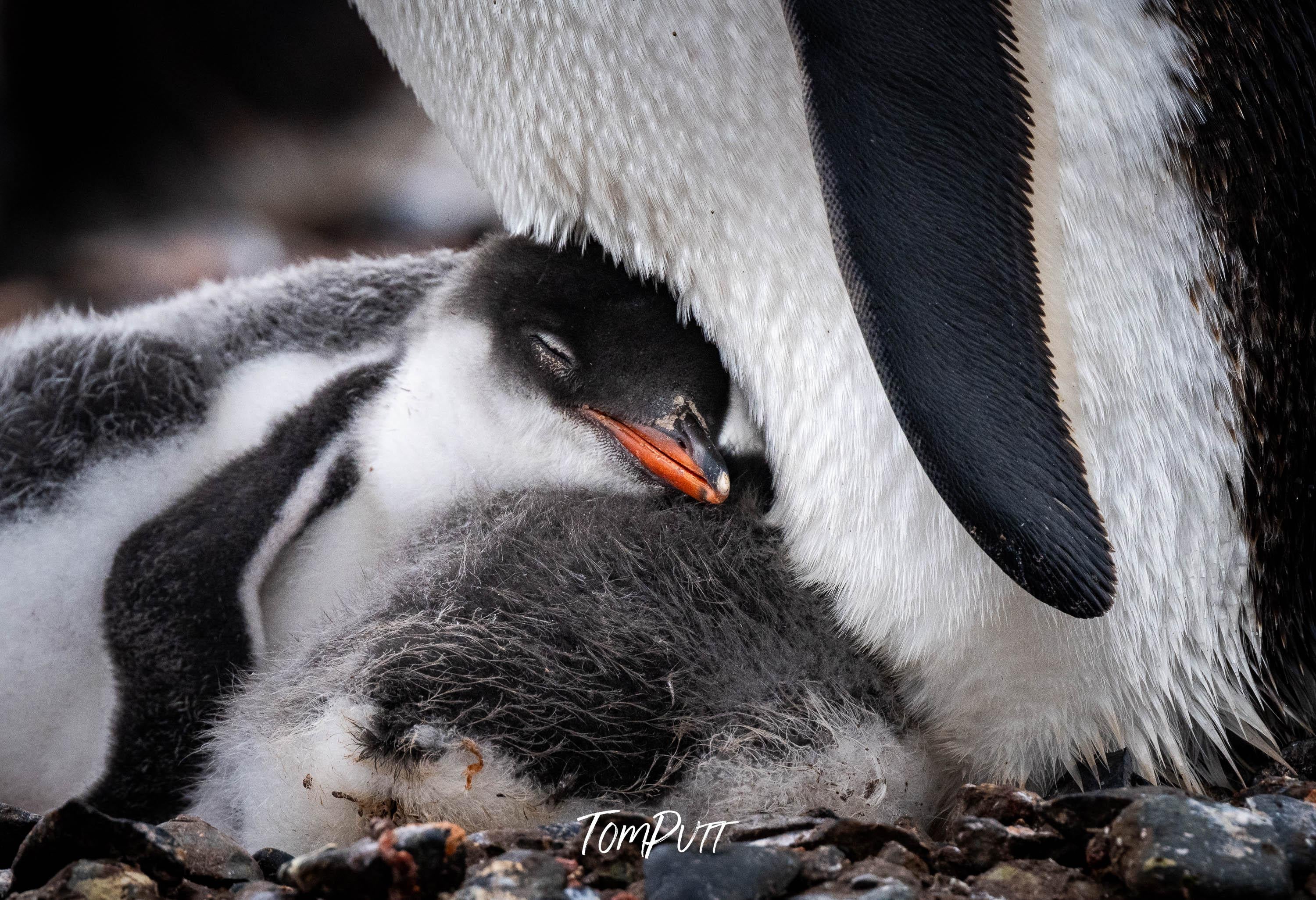 Feathers of Comfort, Gentoo Penguin, Antarctica