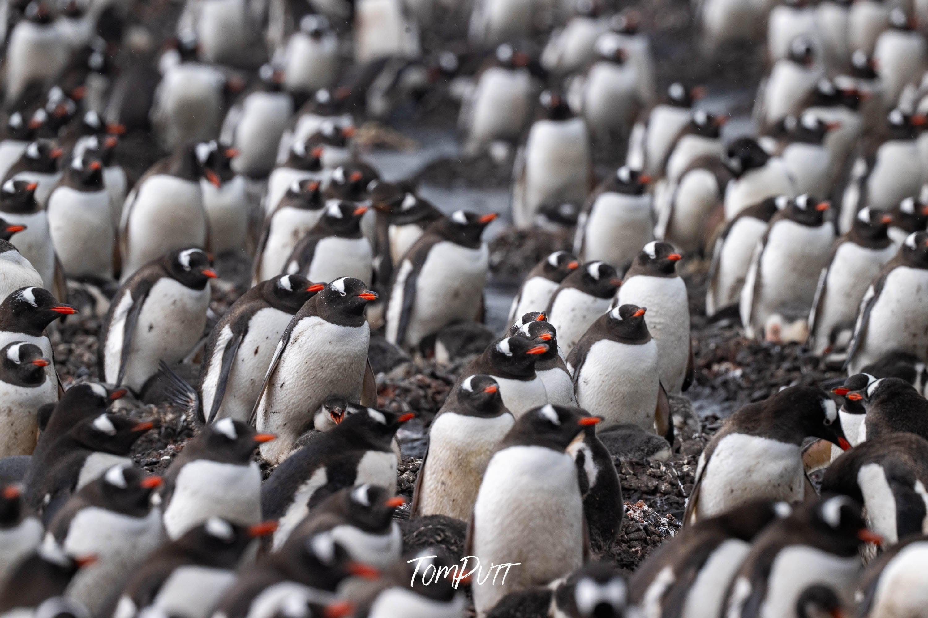 Gentoo Penguin colony, Antarctica