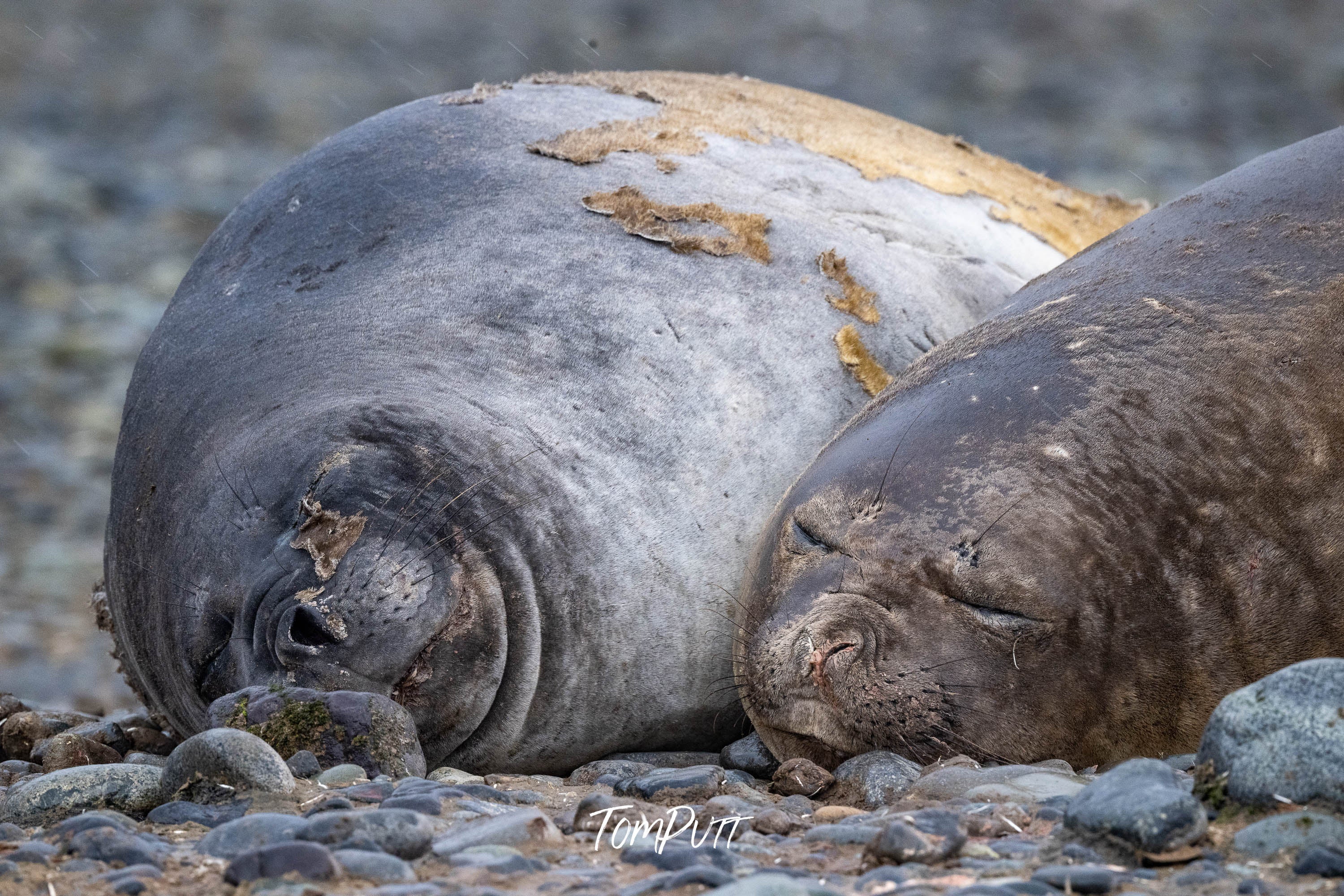 Sleeping Beauties, Antarctica