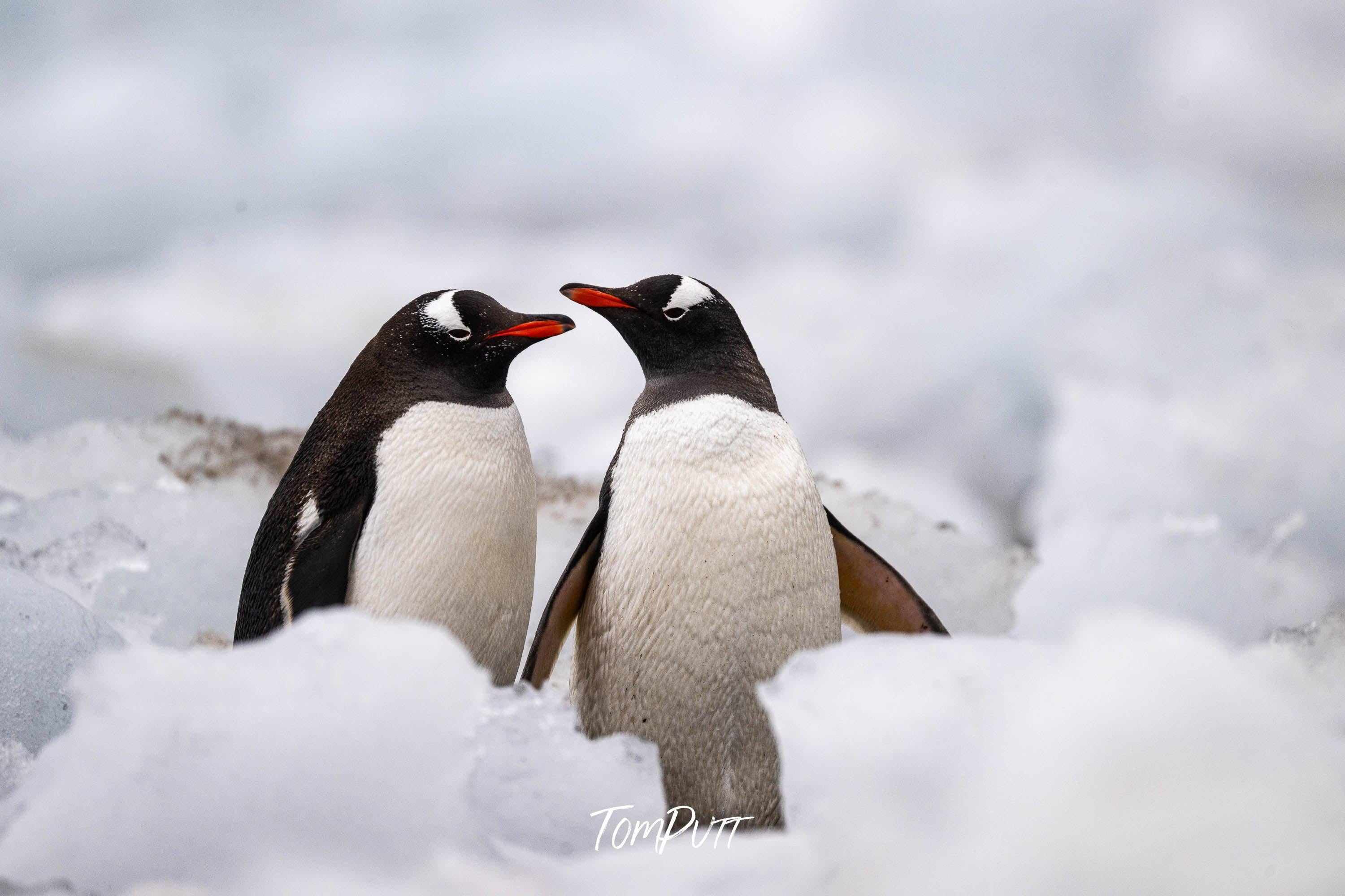 Gentoos, Antarctica