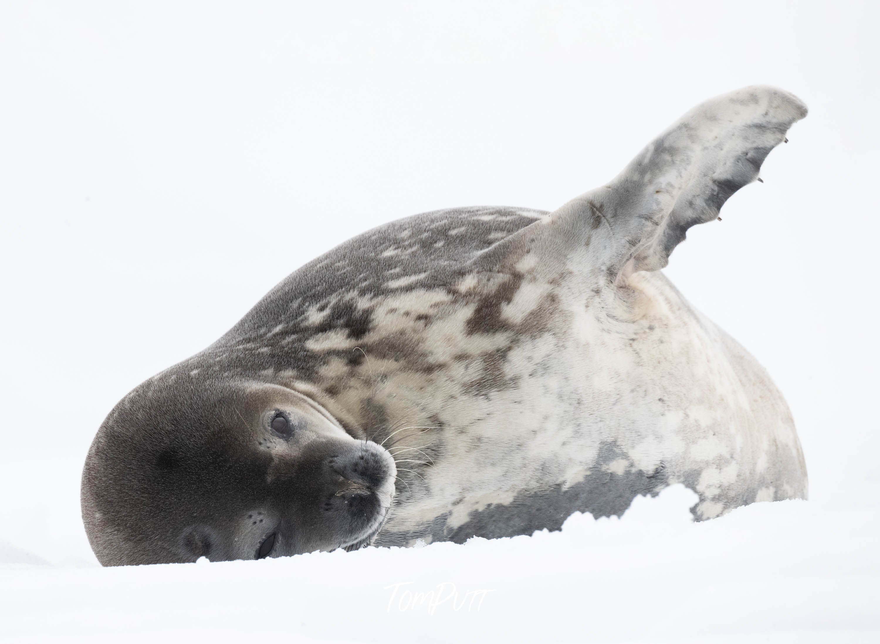 Stretching, Antarctica