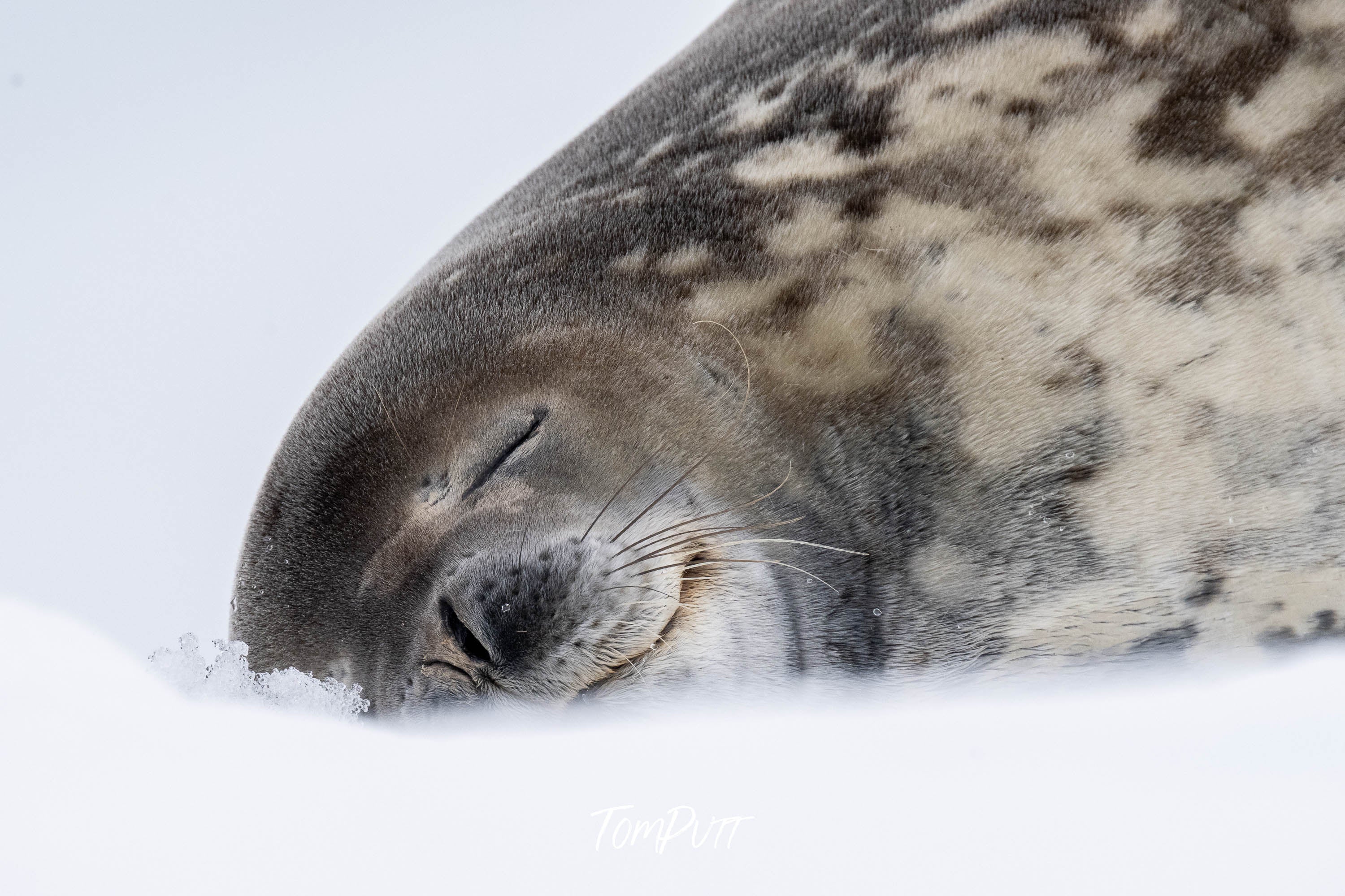 Sleeping, Antarctica