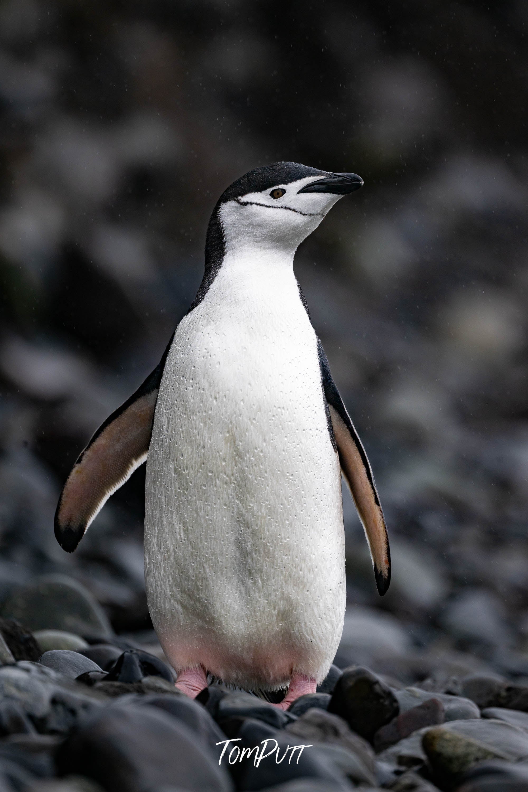 Standing Proud, Chinstrap Penguin, Antarctica