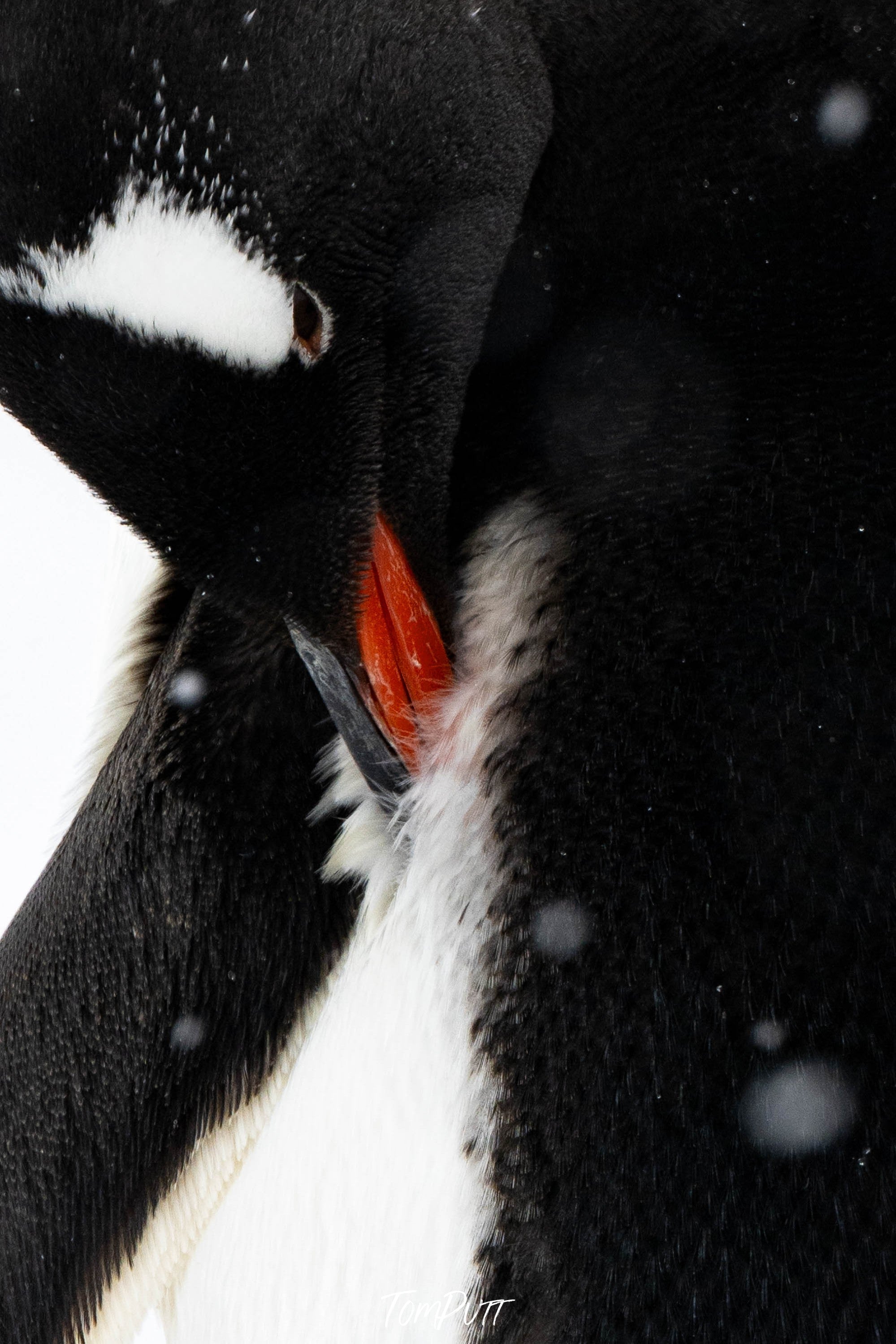 Feathered Elegance, Antarctica