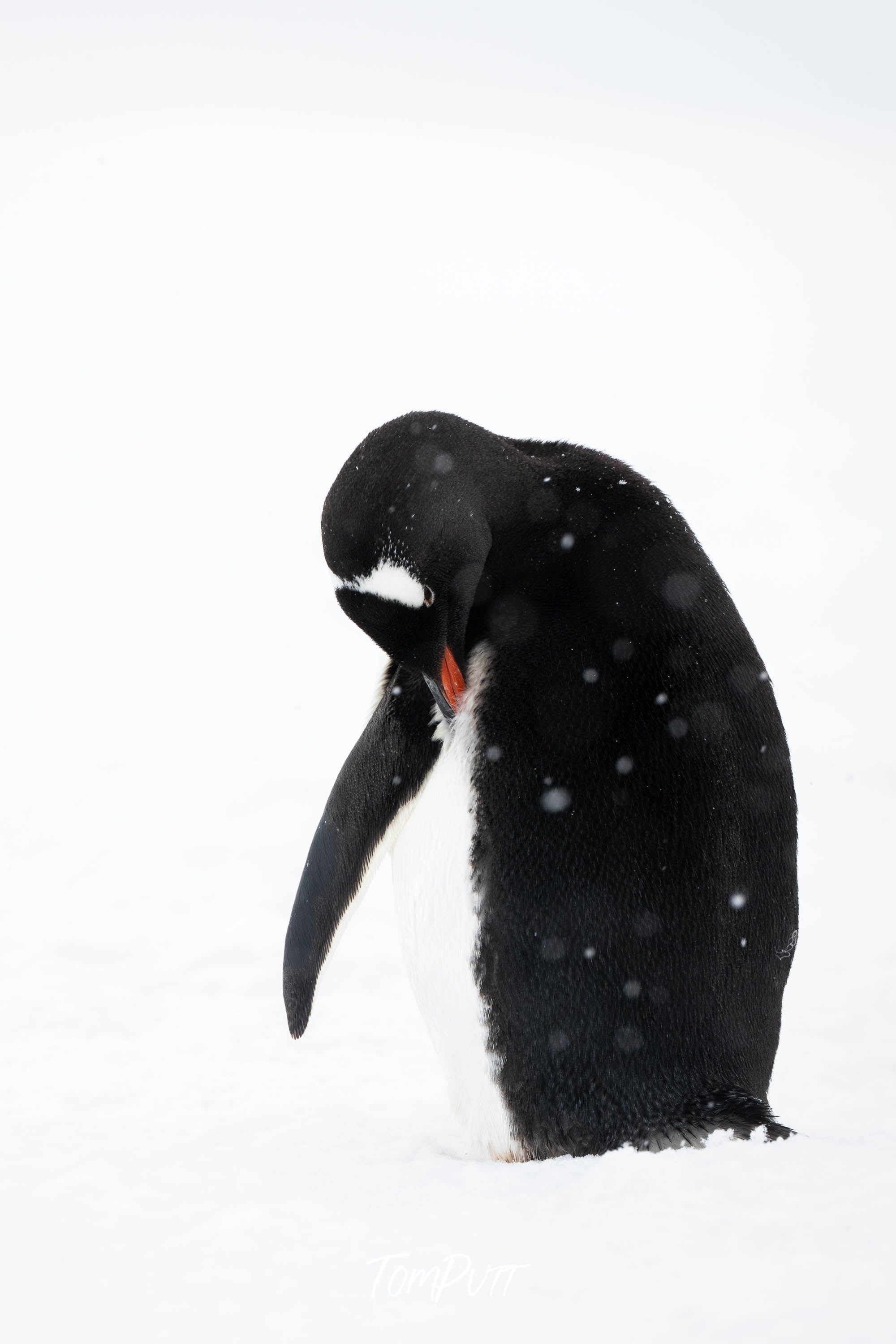 Preening, Antarctica