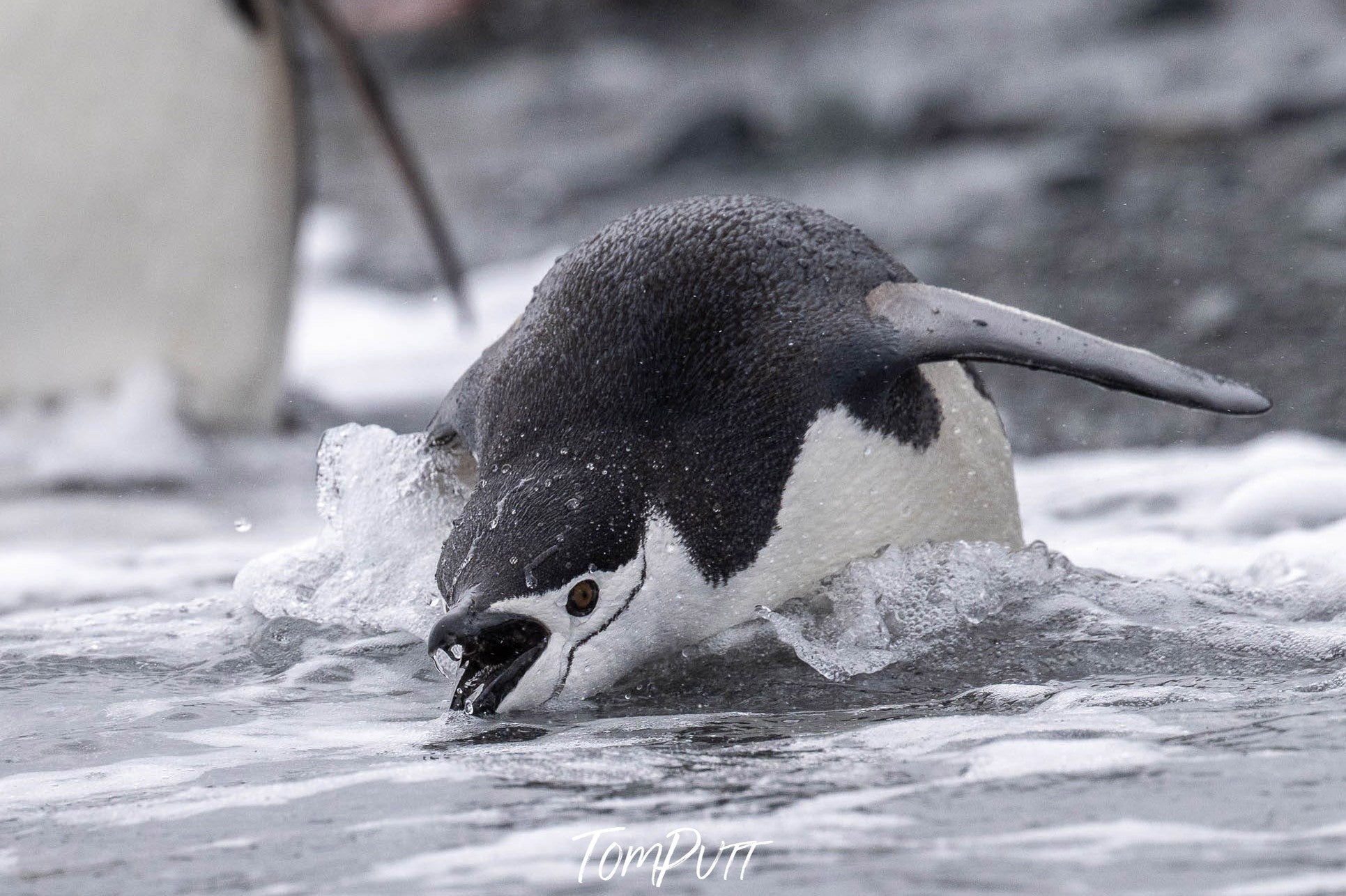 Chinstrap drinking, Antarctica