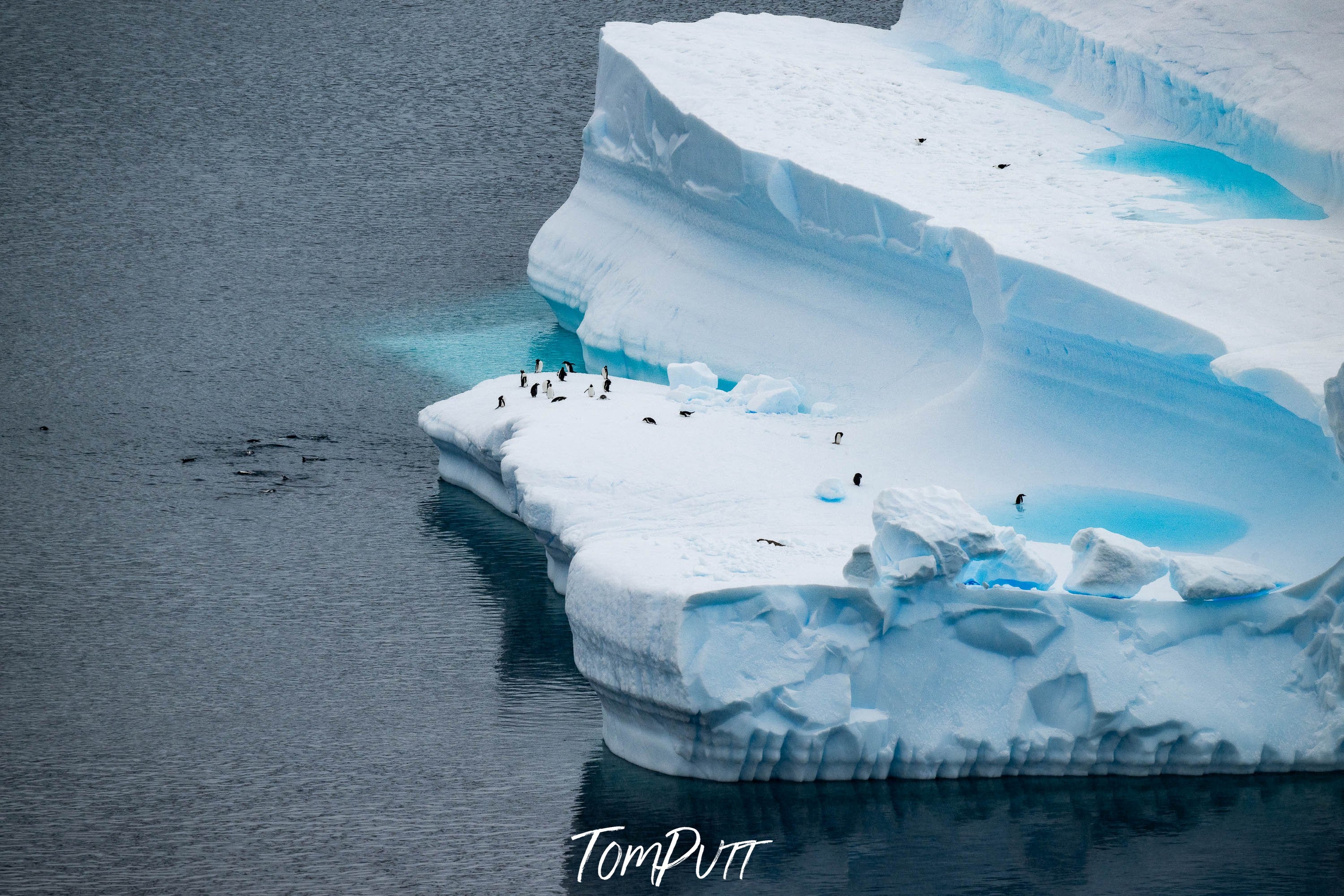 Penguin Sanctuary, Antarctica