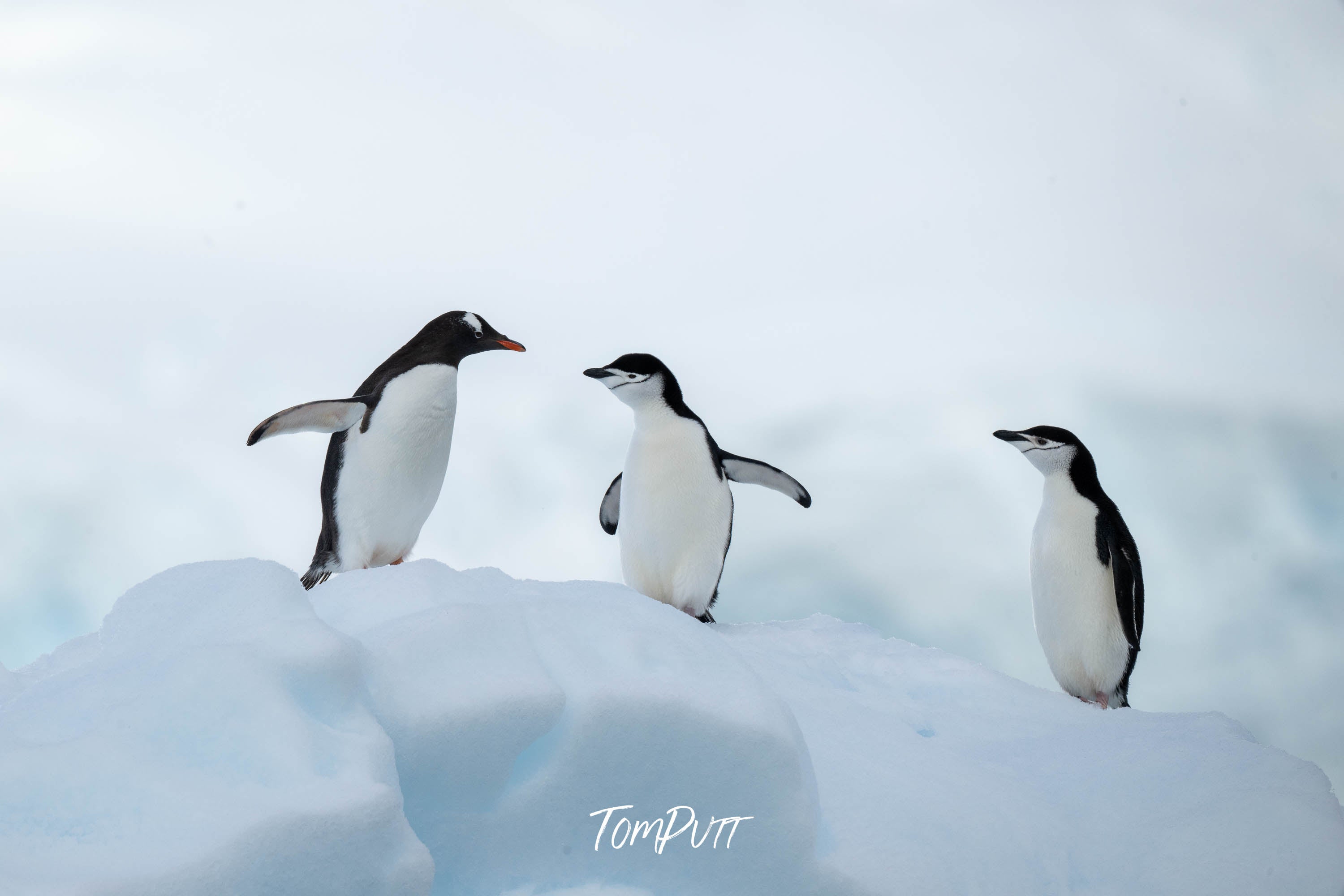 Playful penguins on ice, Antarctica