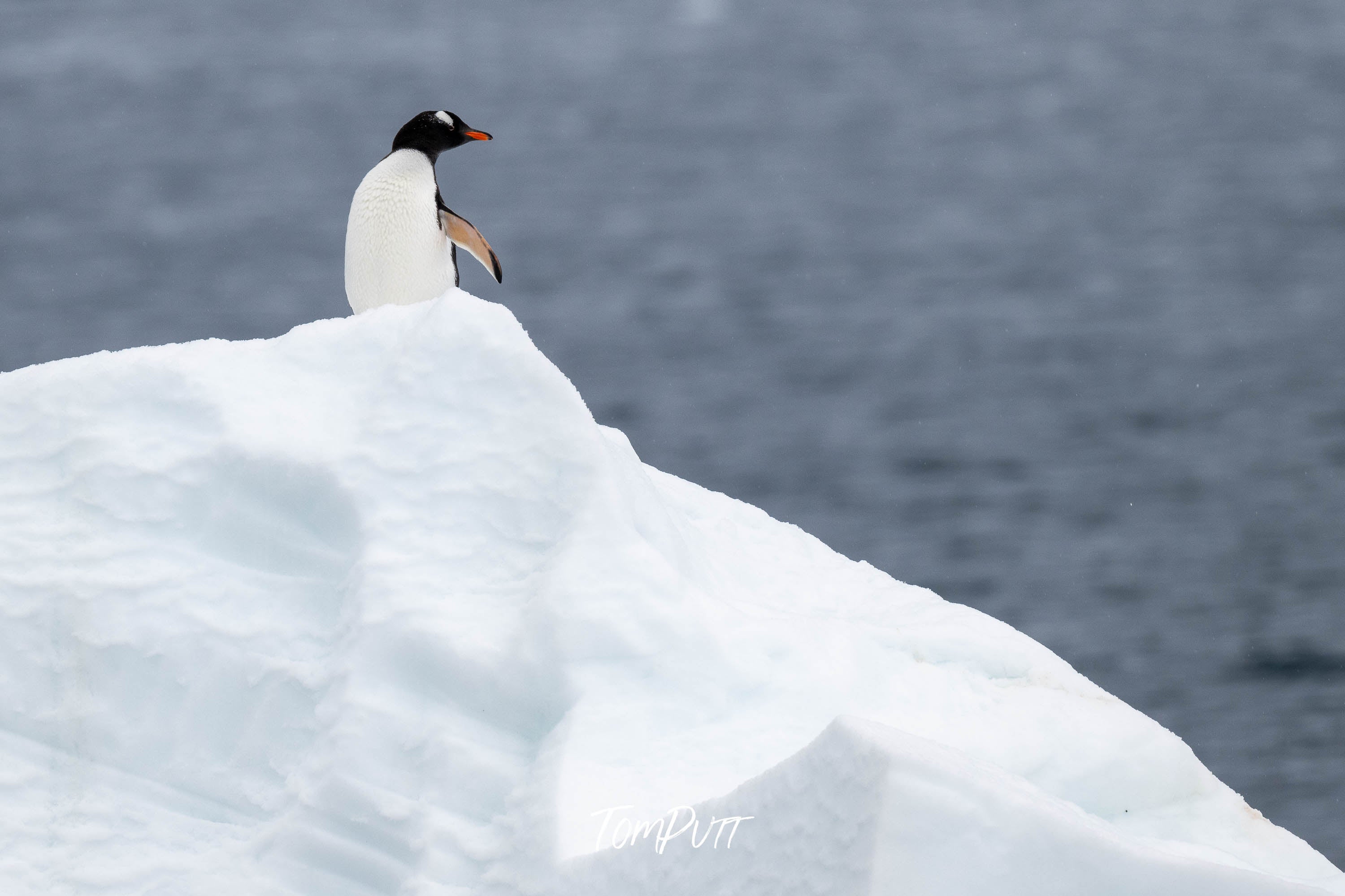 King of the world, Antarctica