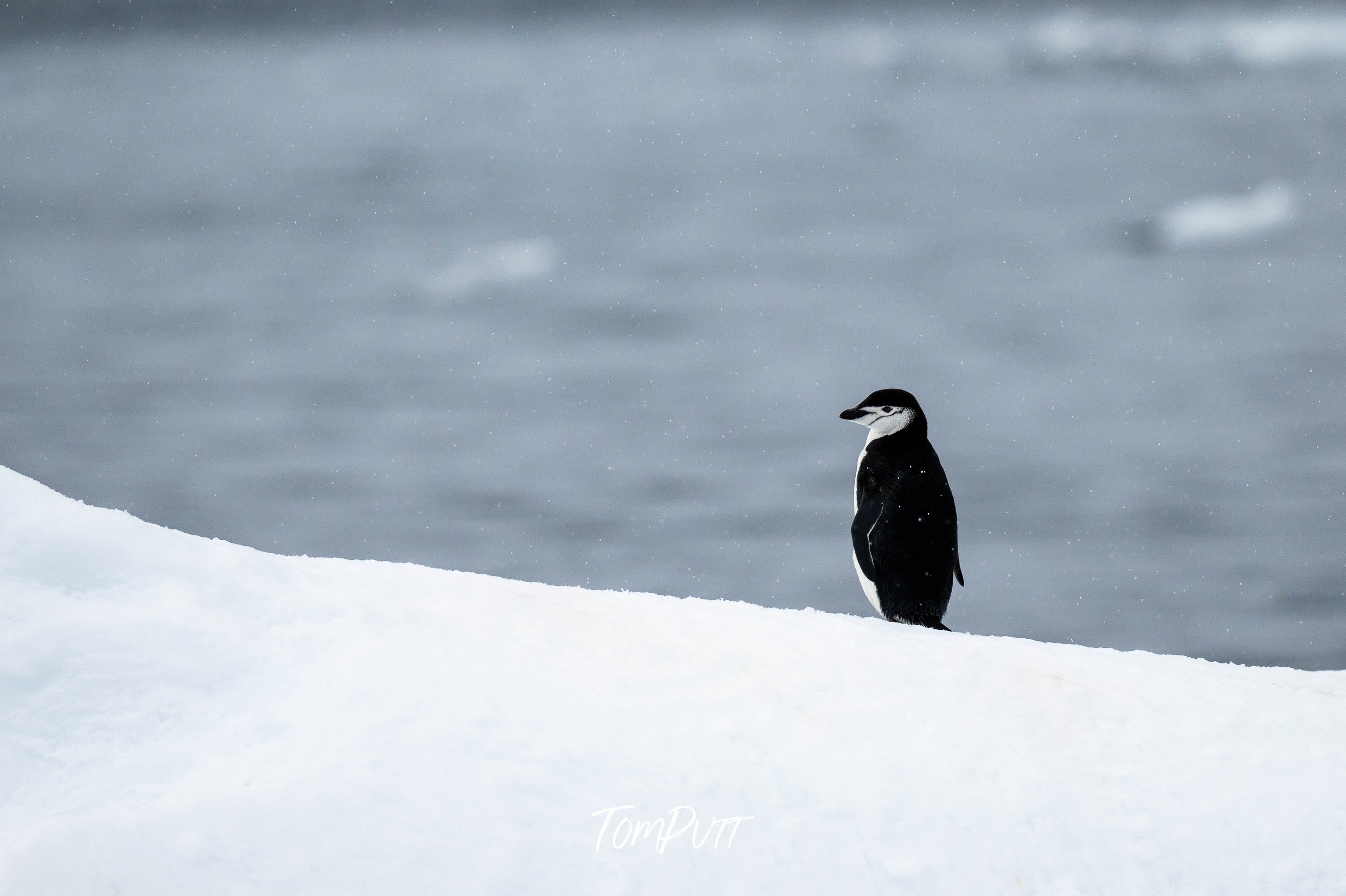 A quiet moment, Antarctica