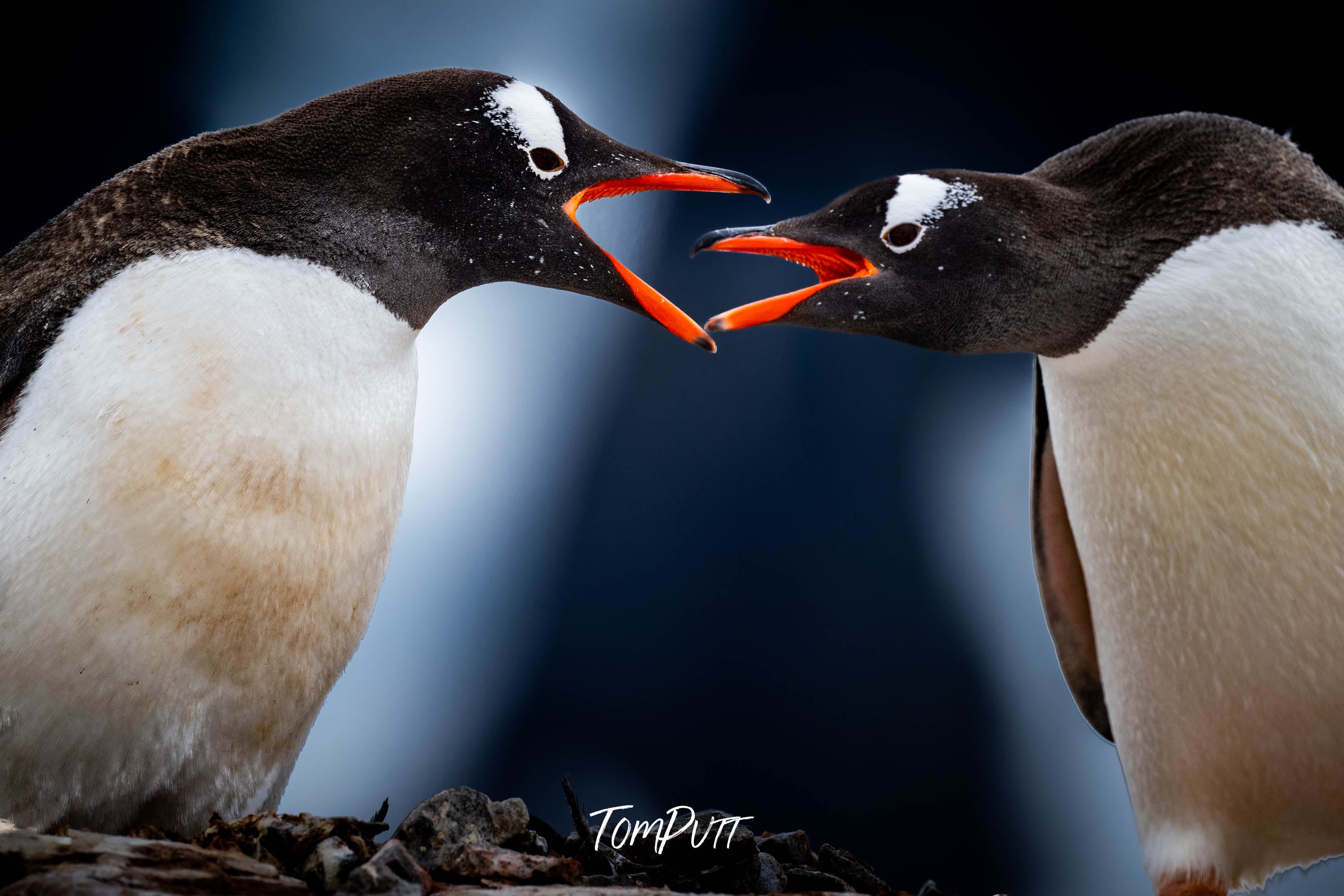 Squabble, Antarctica