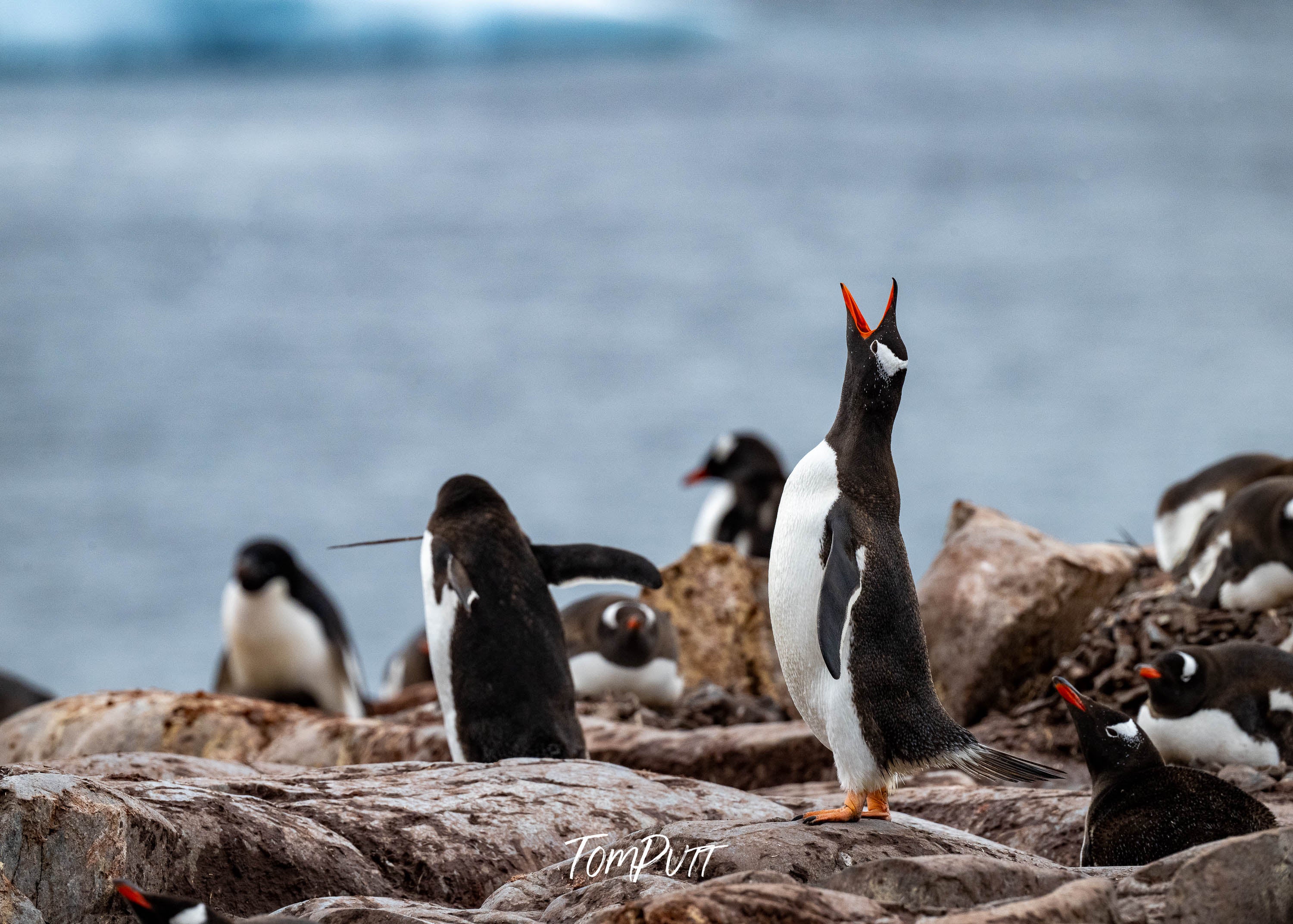 Antarctic Serenade, Antarctica