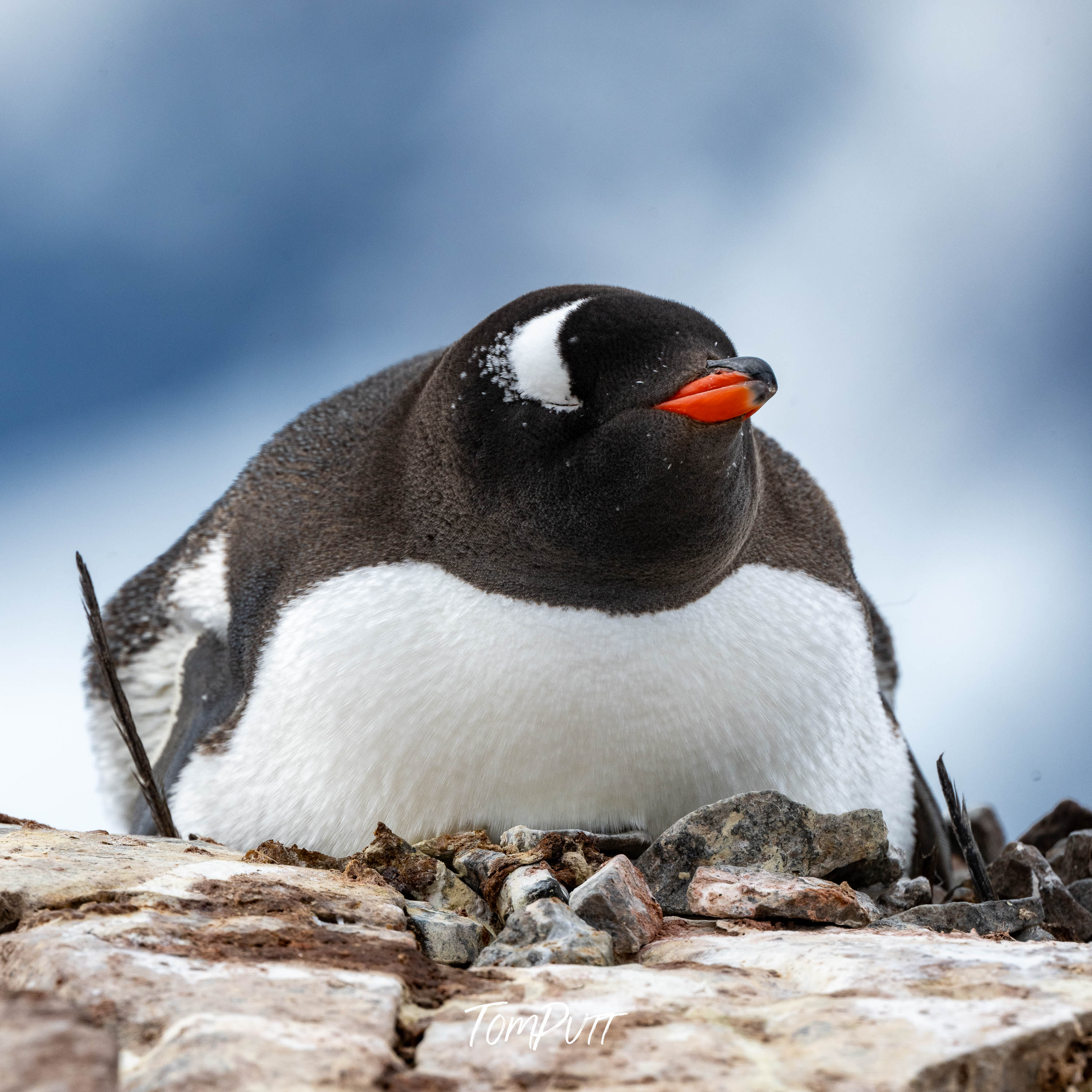 Sleeping, Antarctica